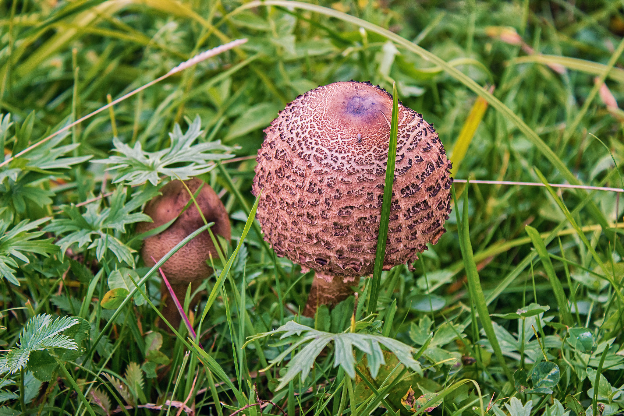 以营销的方式介绍一款以绿色城市为主题的名字为移动森林的雨伞要求说明制作理念产品性能与材料制作工艺以及最后的总结