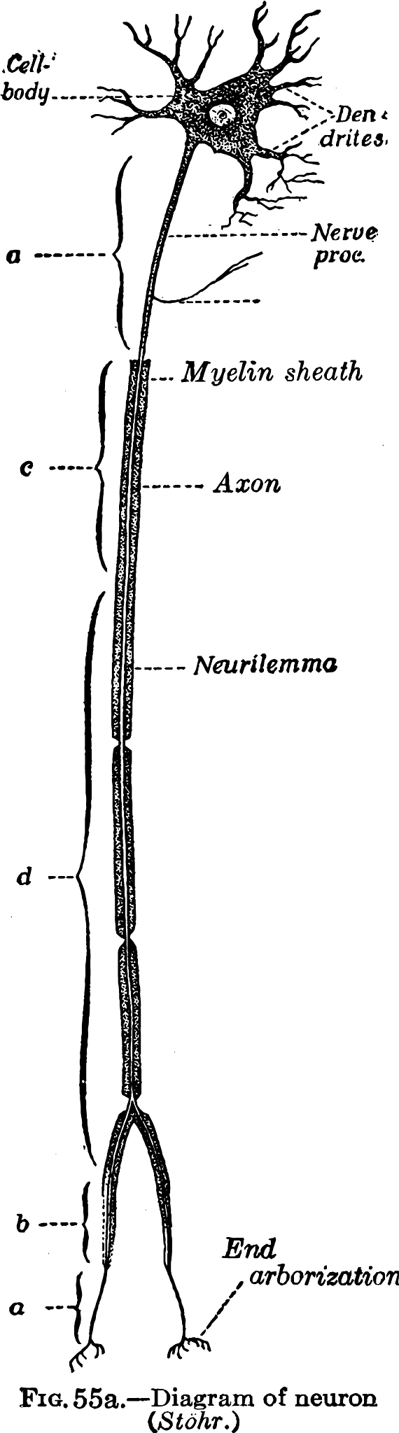 脊髓后索神经纤维束：类型、位置及功能