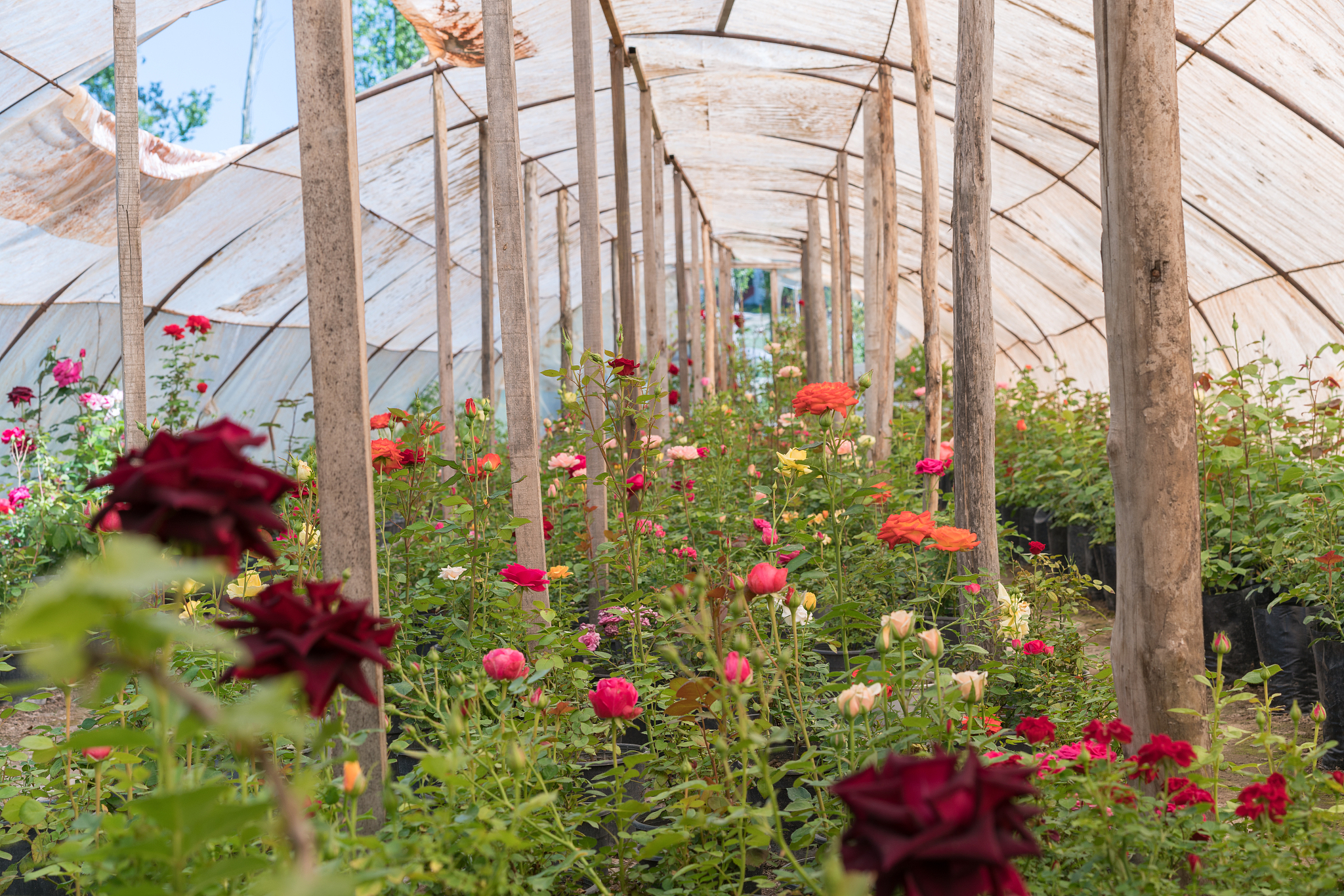 甘肃东方天润玫瑰科技发展有限公司