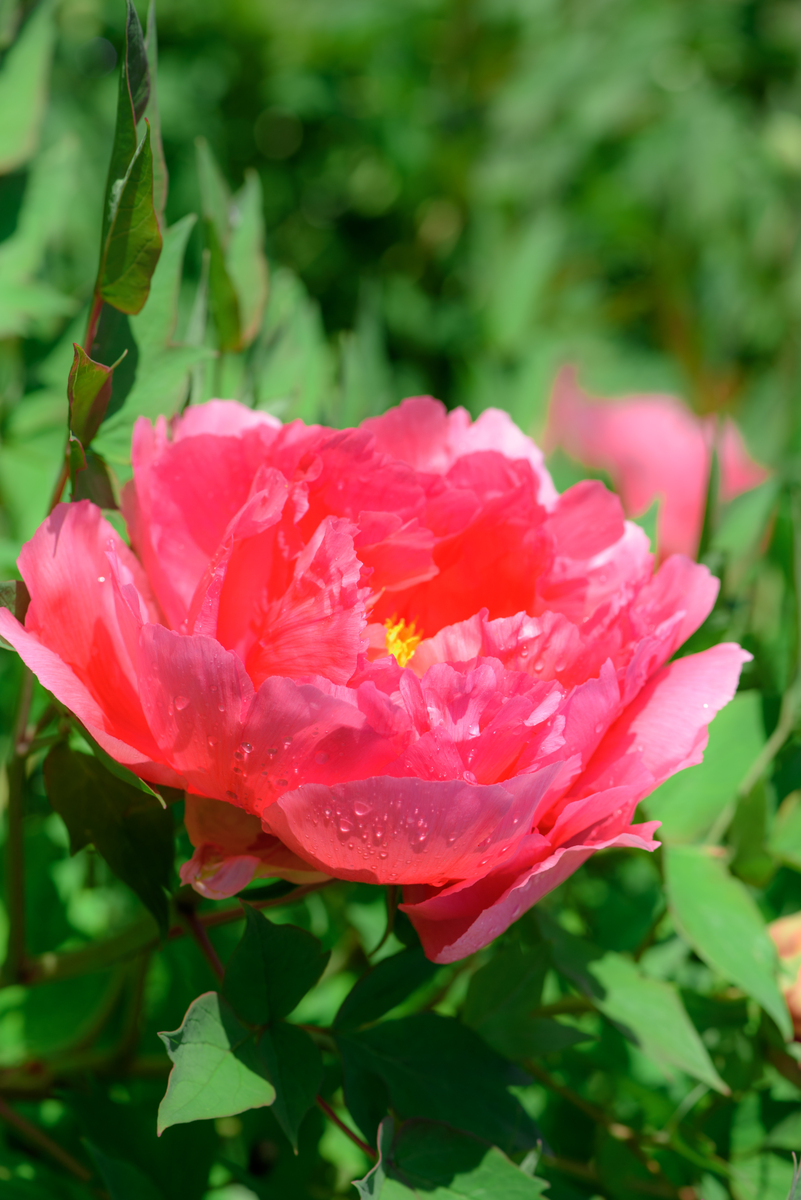 牡丹花开，绽放美丽的笑颜