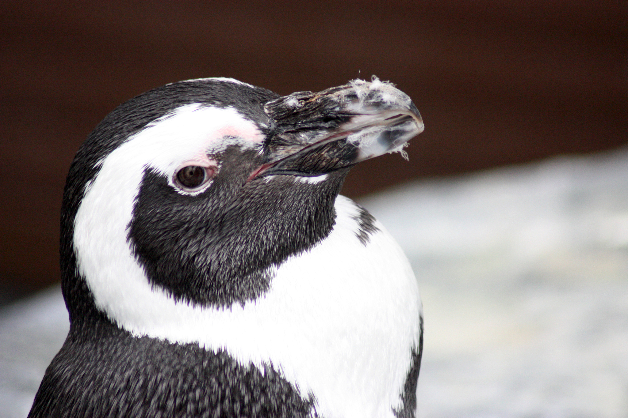 african penguin portrait. spheniscus demersus. black and white t