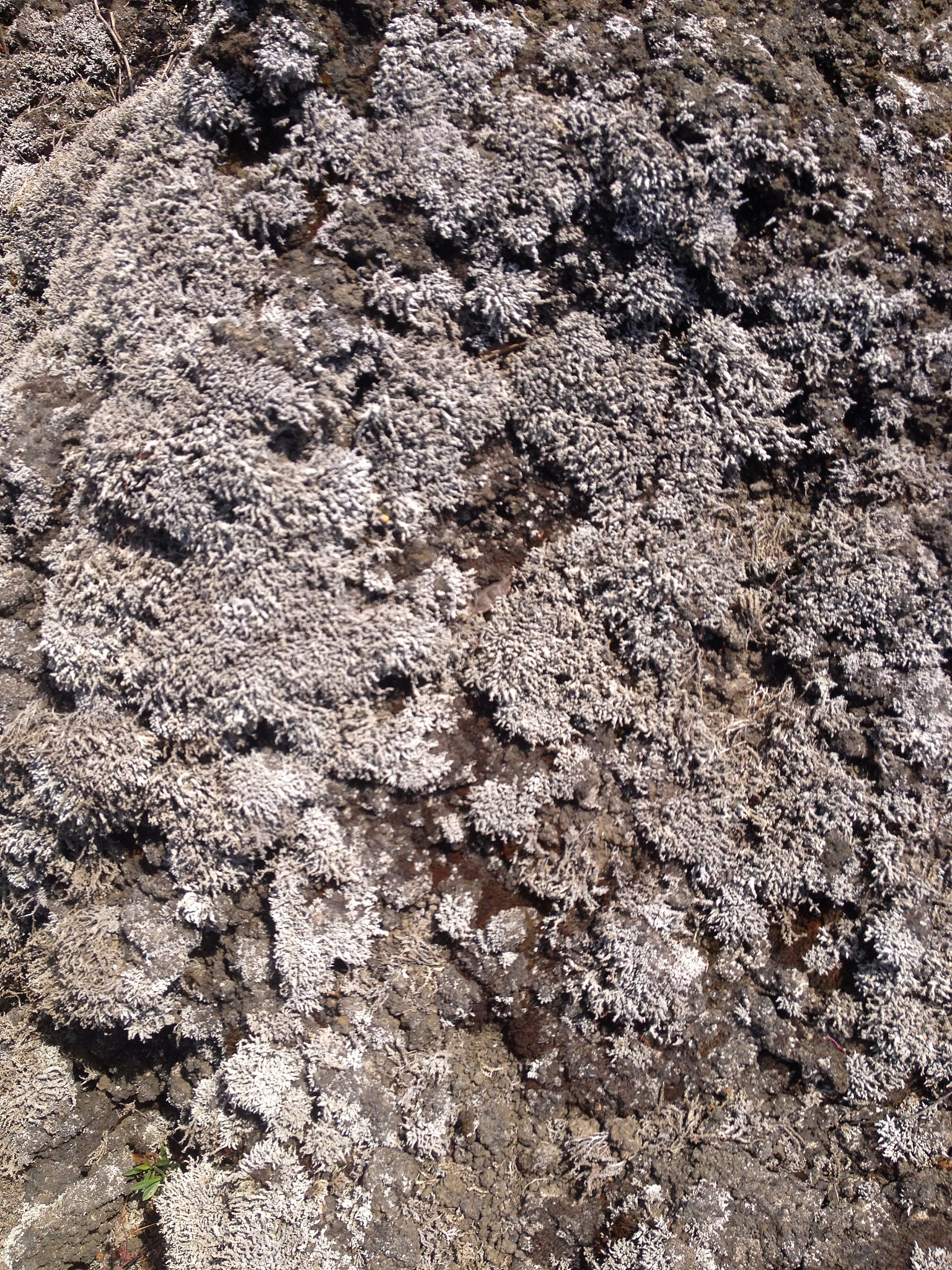 土壤中纤铁矿的形成过程