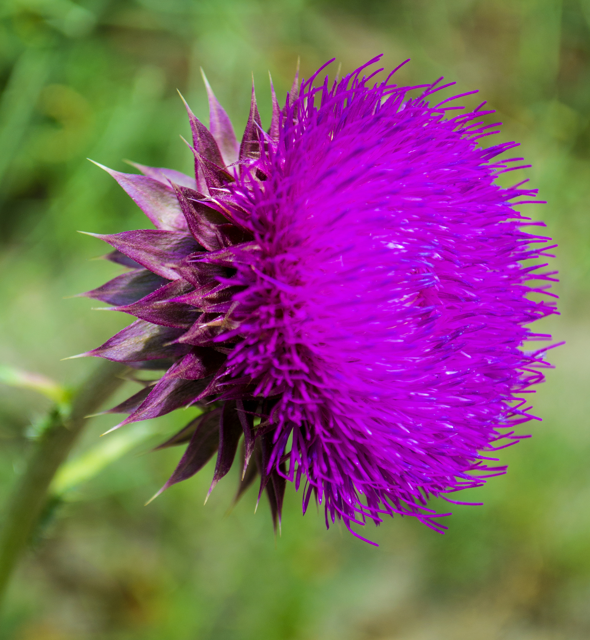 thistle herb