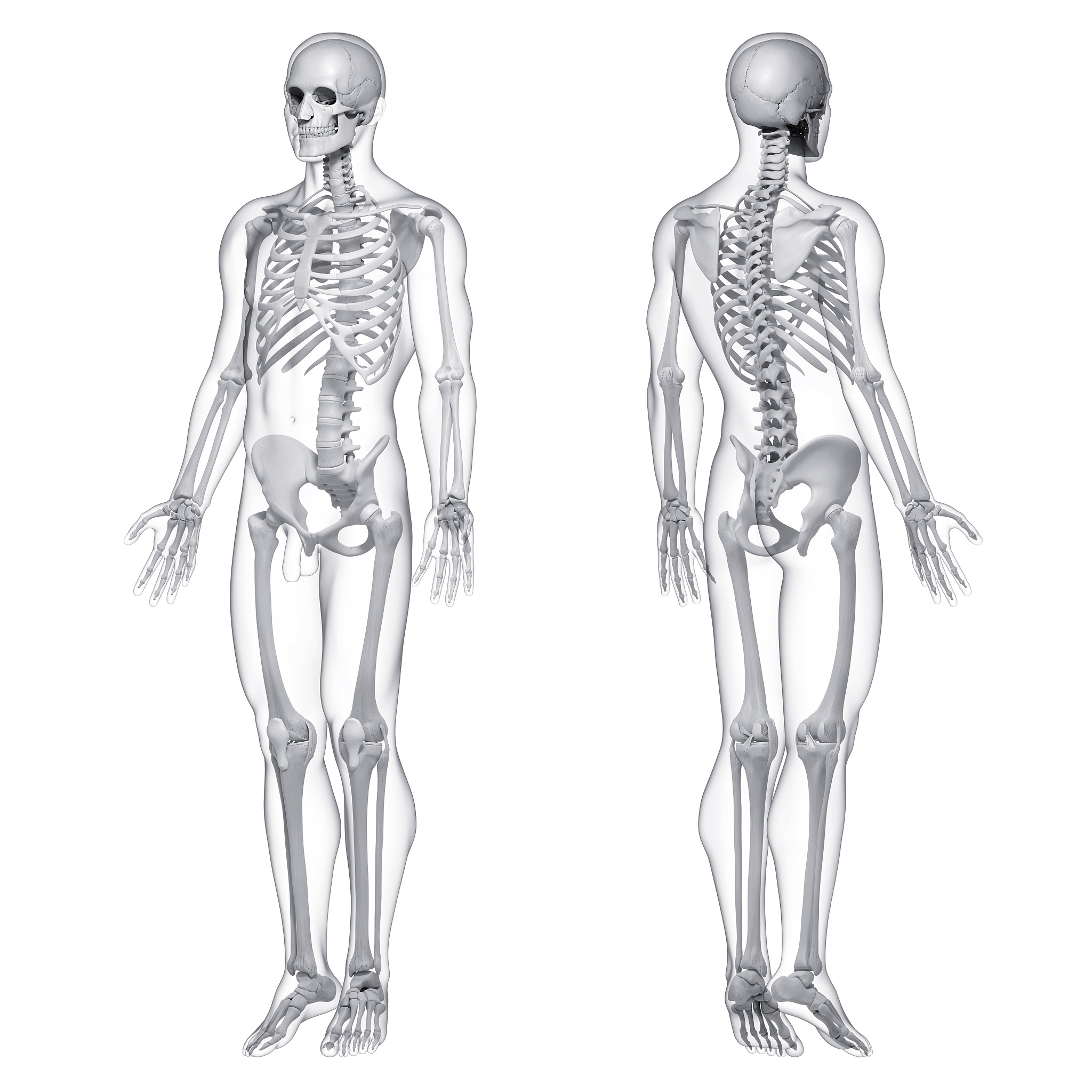 人体骨架绘制：获取关键点信息及代码示例