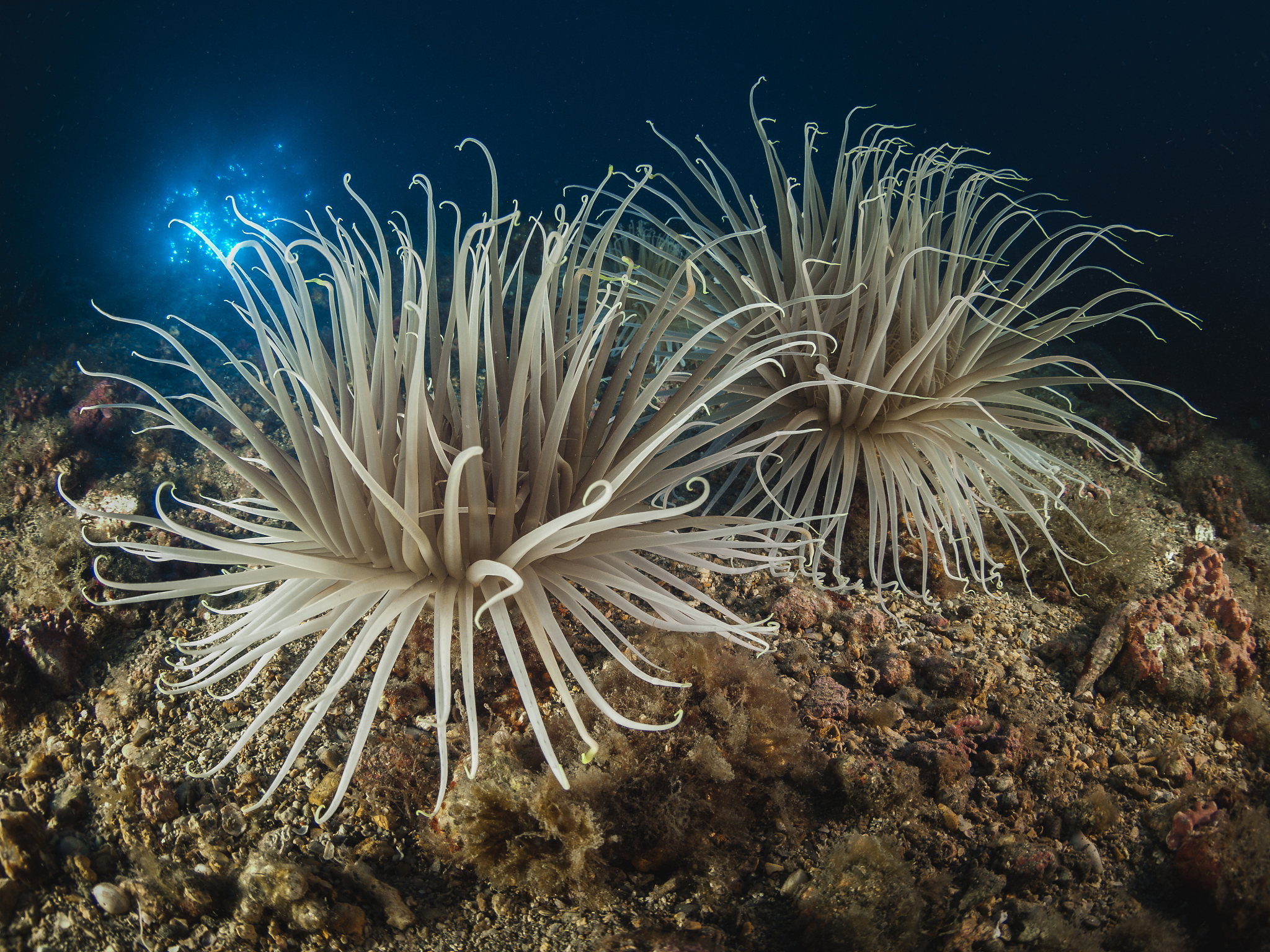 神奇的海底国度 写一篇300字小学作文