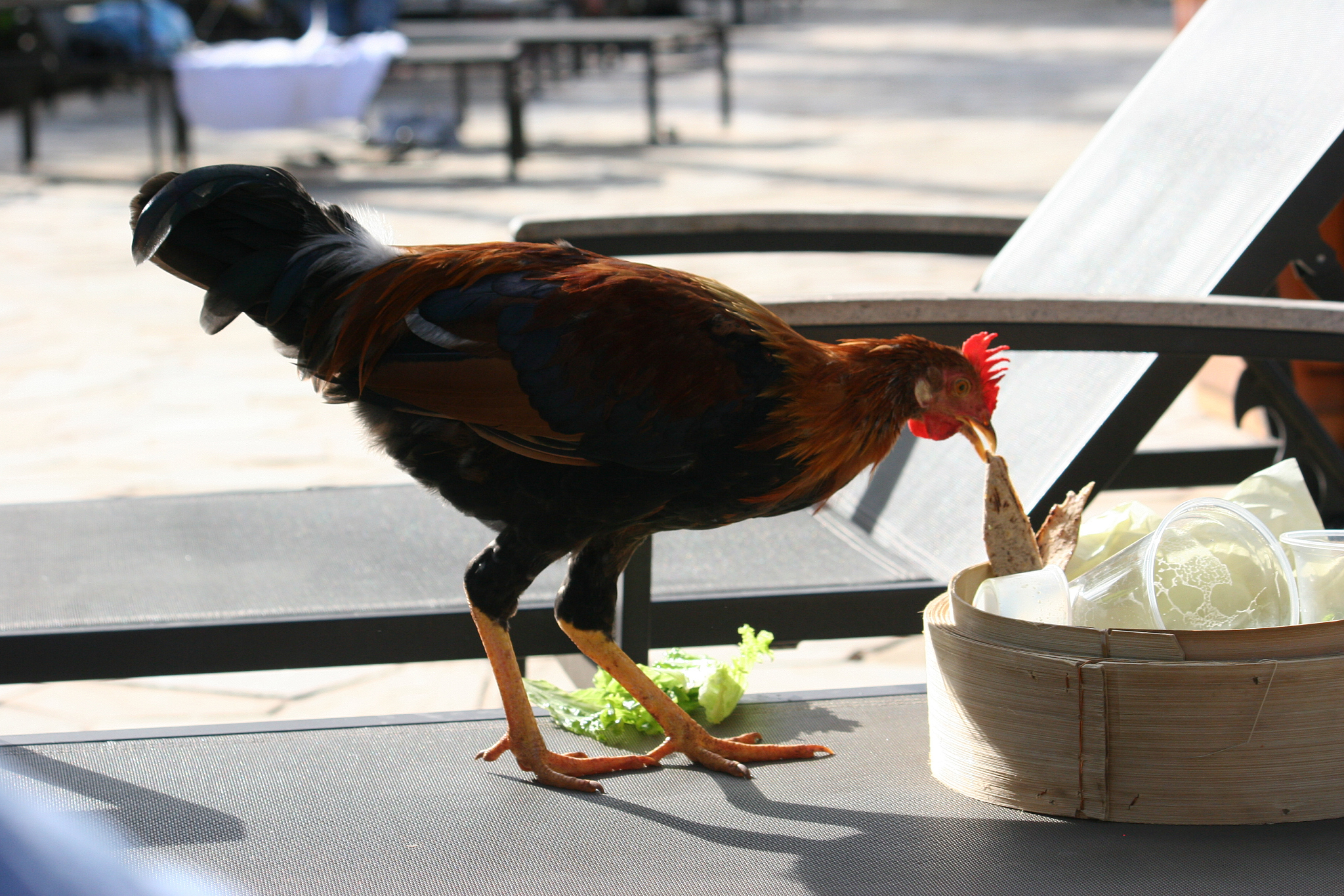 thieving chicken