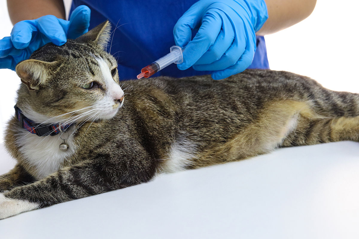 猫原发性铜相关性肝病的预防措施
