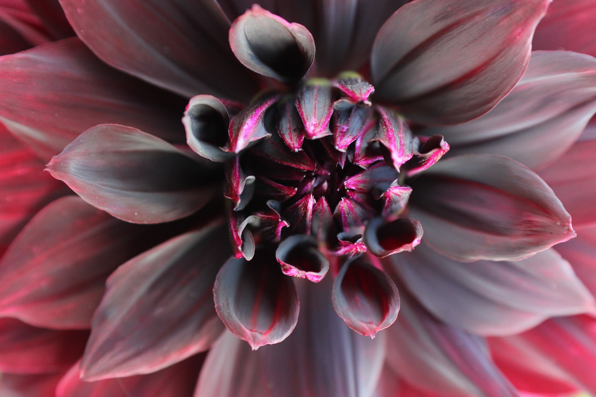 无败三冠！帝王马娘目标菊花赏，成就传奇！