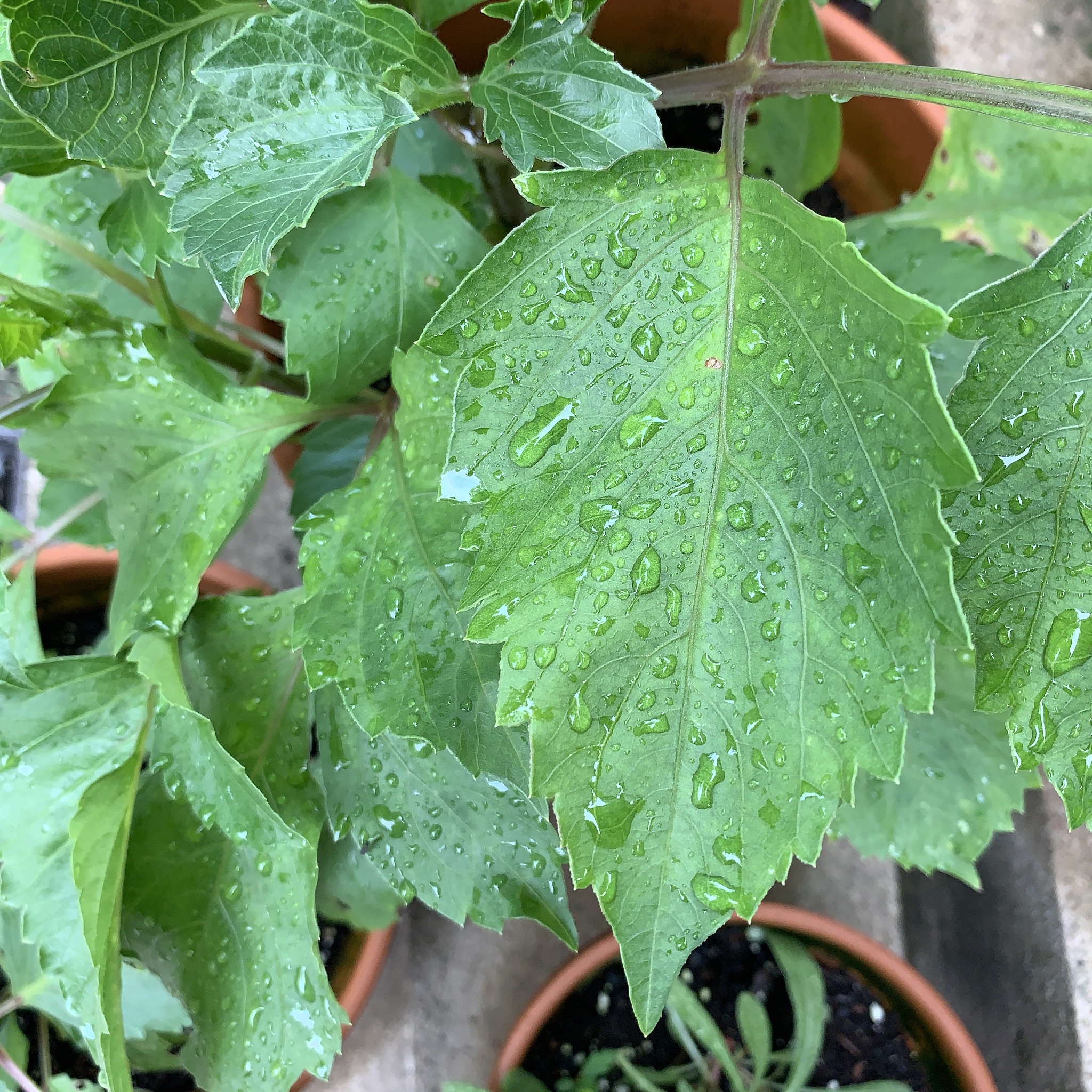 绣球叶子发黄怎么办400字描述