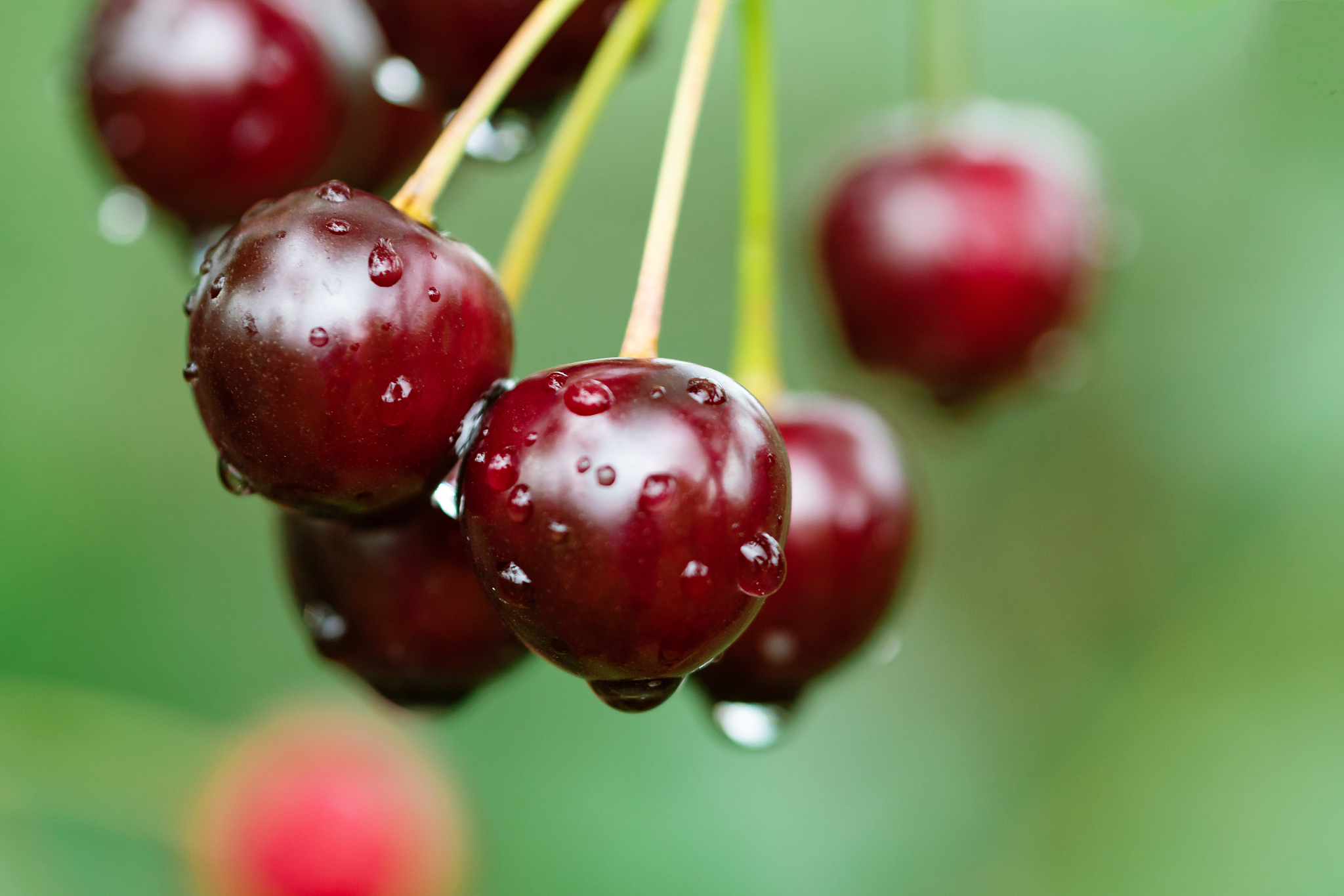 wet cherries on the tree just after rain and before harvest.