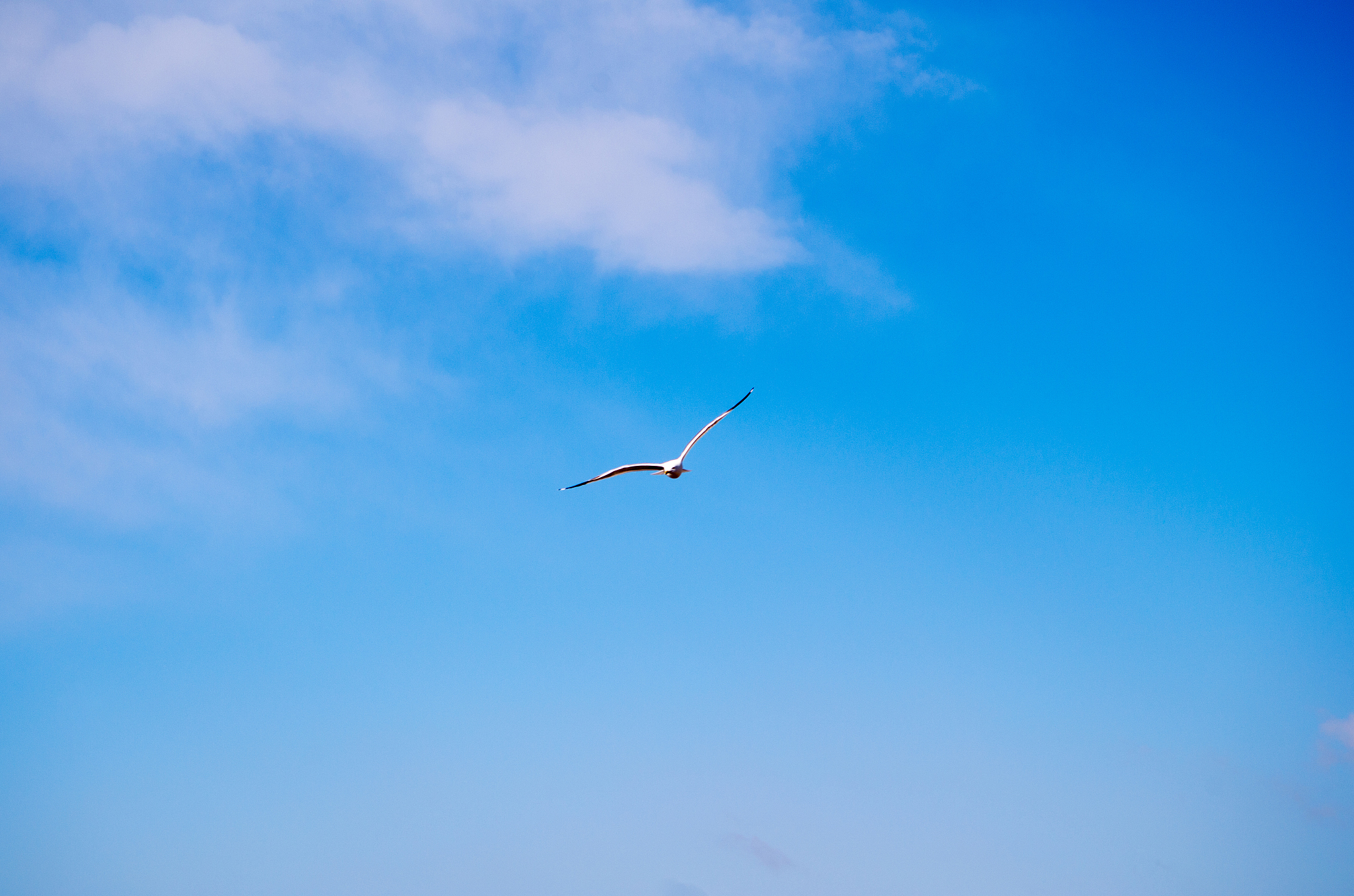 李白笔下的飞鸟：自由之歌