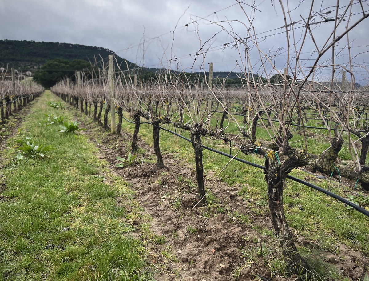 葡萄树春季修剪技术春季什么时候施肥合适3000字