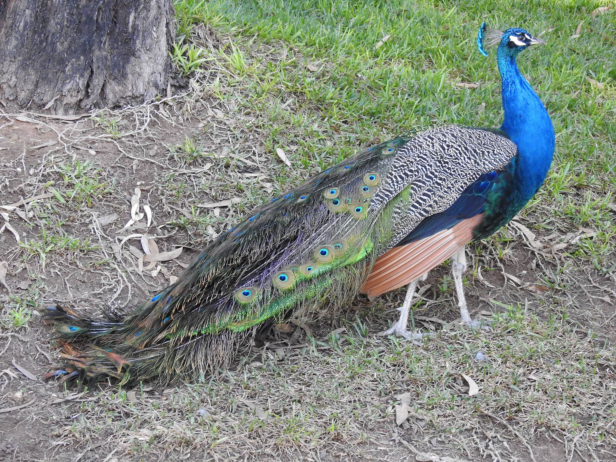 孔雀开屏的秘密 写一篇300字小学作文