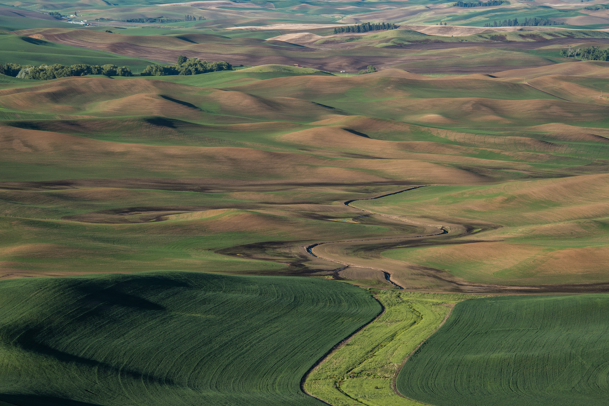springtime in the palouse