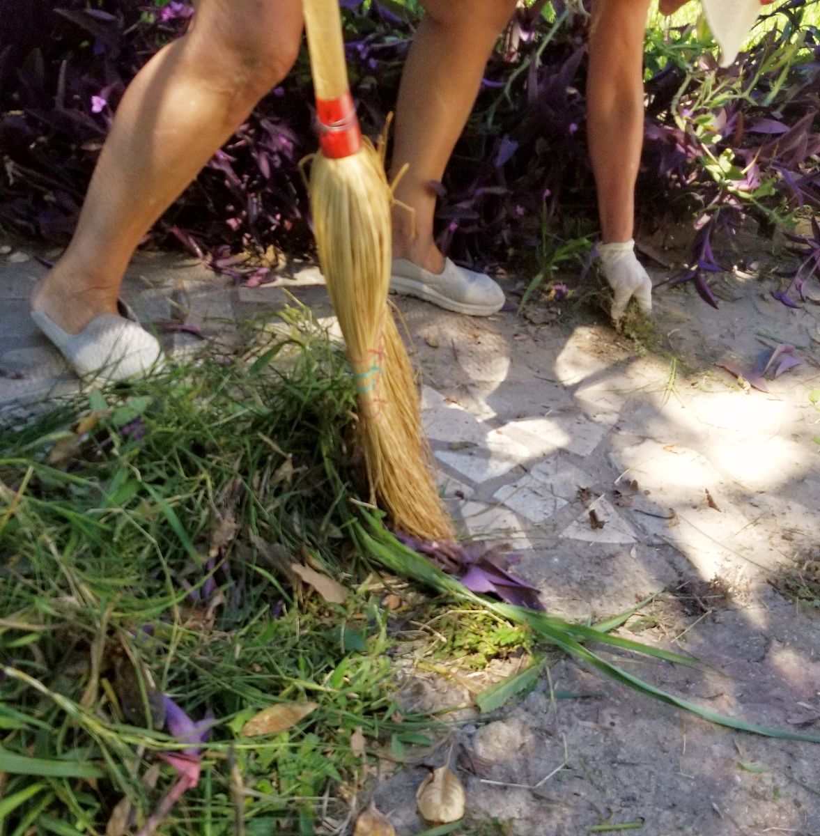 玉米须泡水与赤足疗法：农耕之足体验