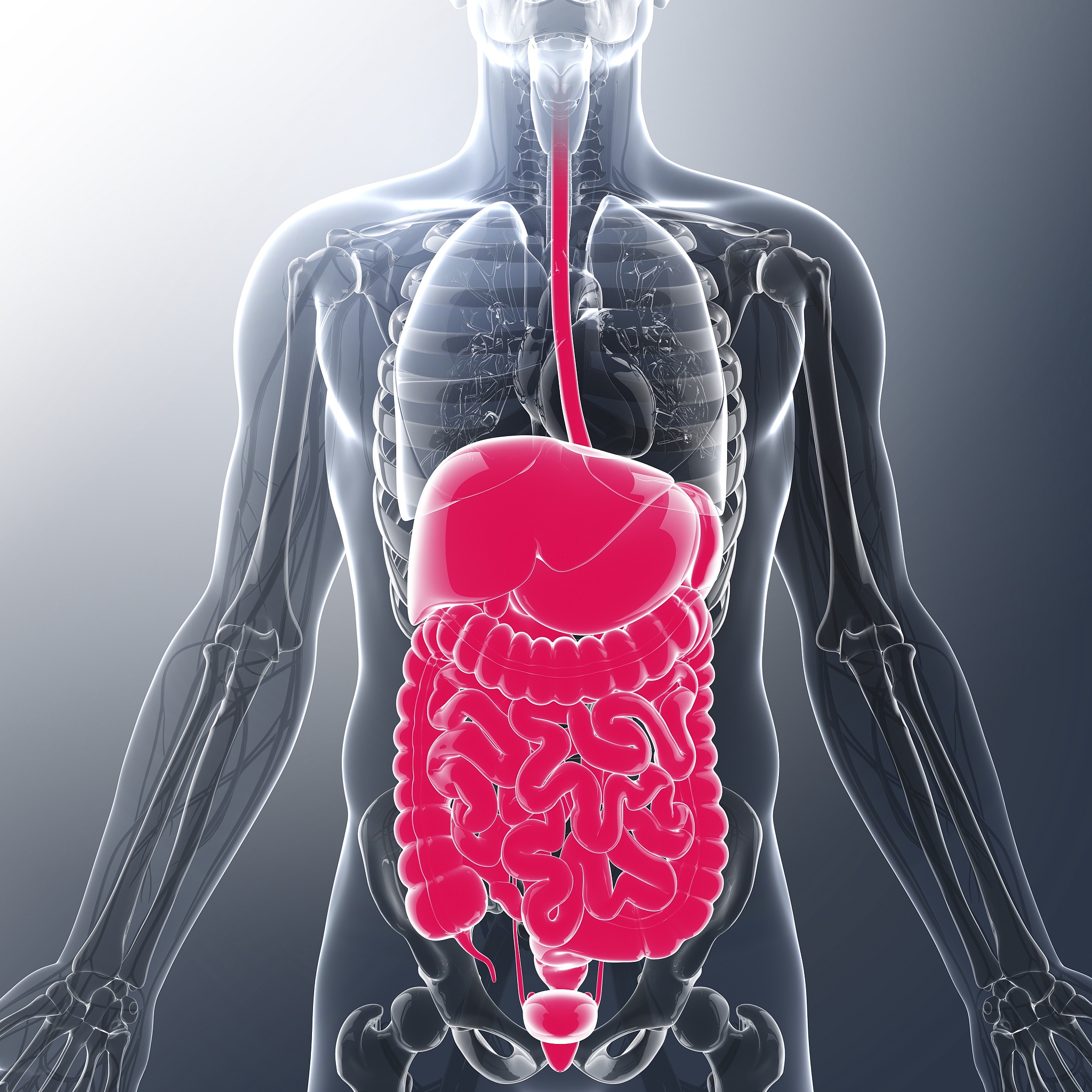 小肠表面积约200平方米，专家建议年轻人买不起房可以住小肠，为啥不住大肠啊？大肠不是更大嘛？