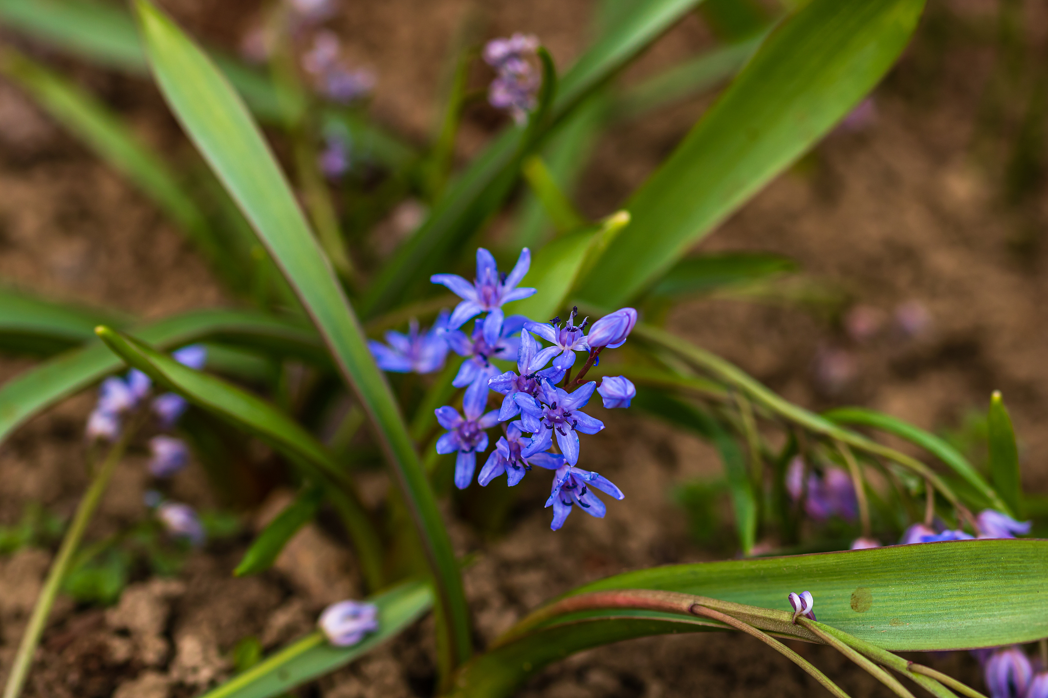 scilla bifolia flower in spring season in the garden.