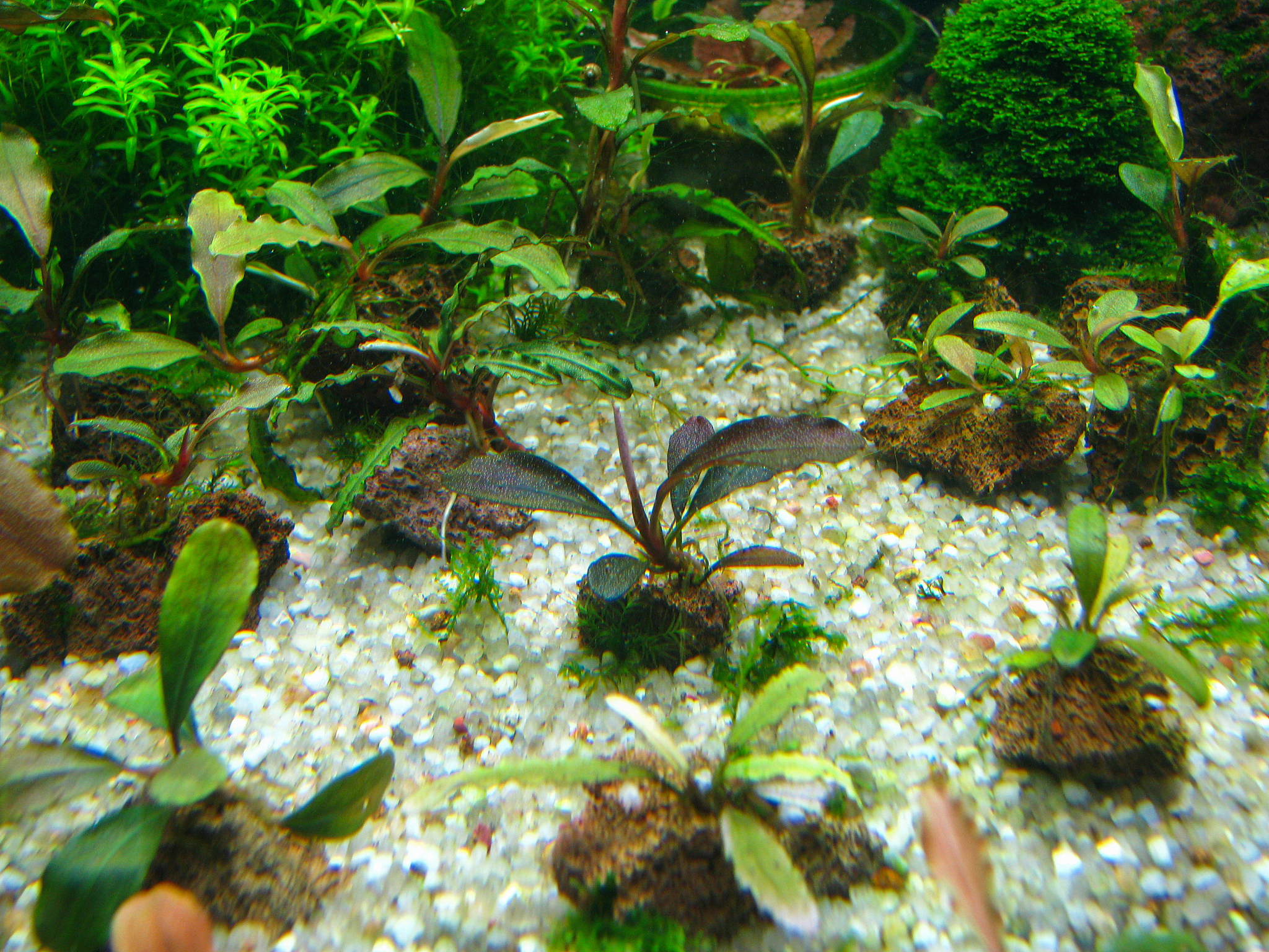 揭秘海洋奇观：叶羊与绿叶海阔鱼，光合作用动物的奇特生存之道