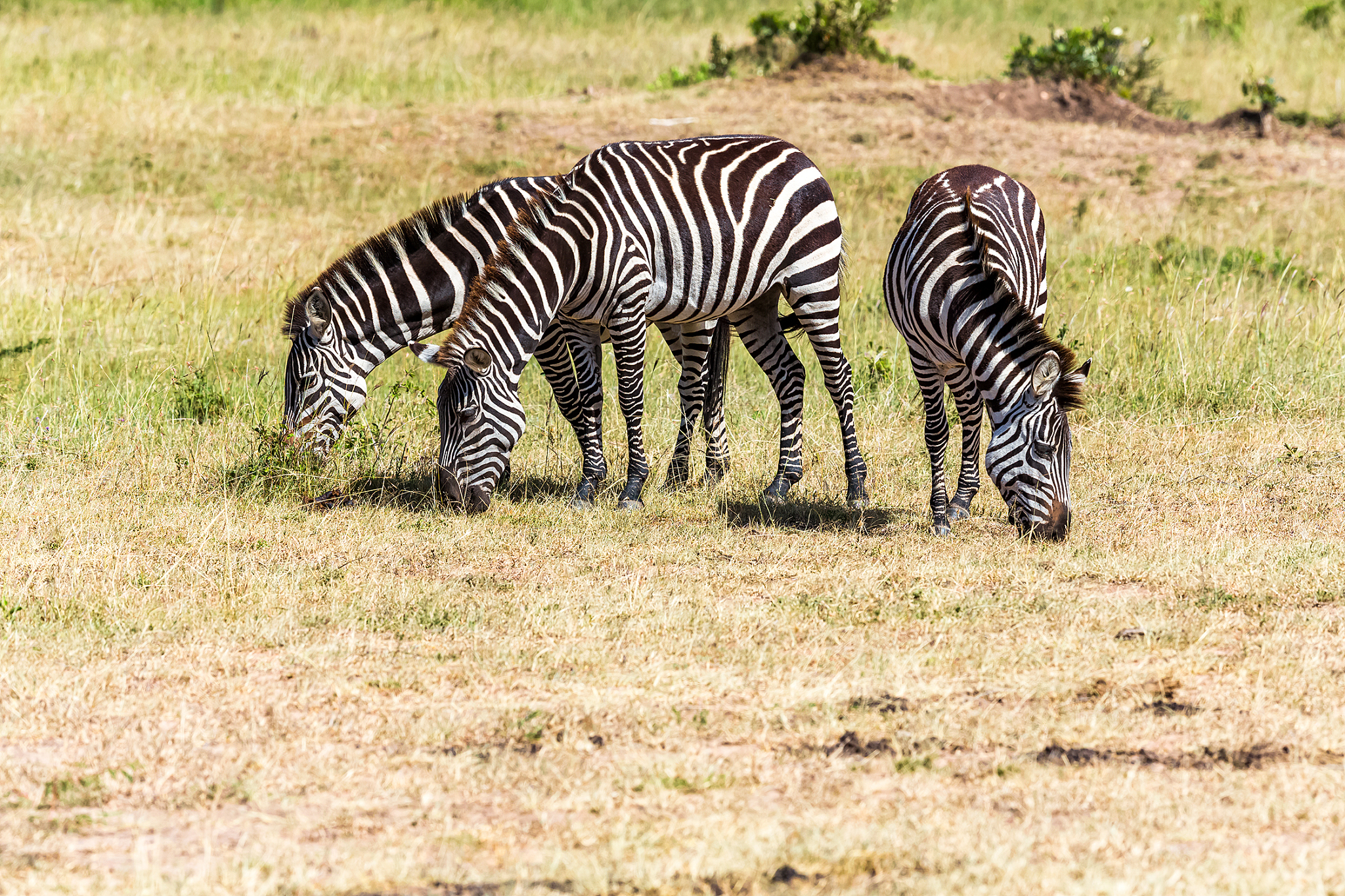 plains zebra herd at wild