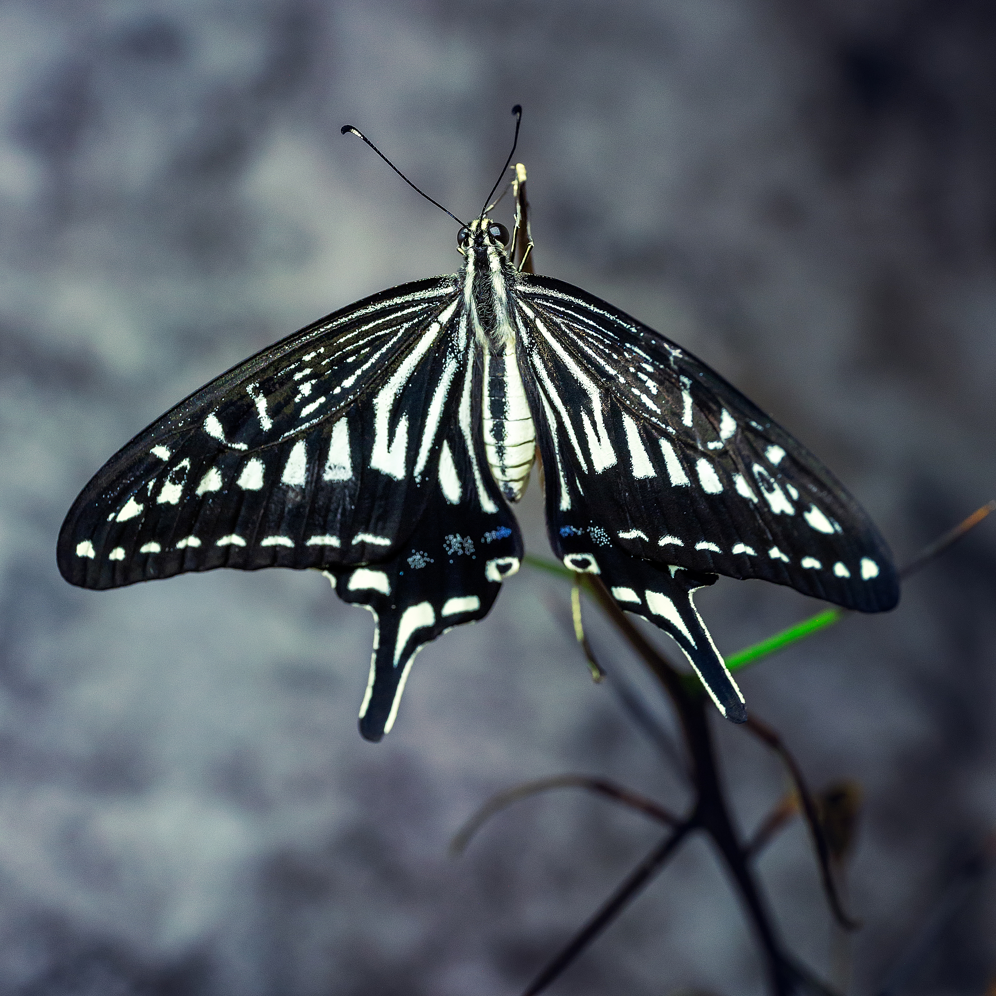 蝴蝶与寄主植物关系研究：粉蝶、弄蝶、灰蝶、凤蝶、蛱蝶