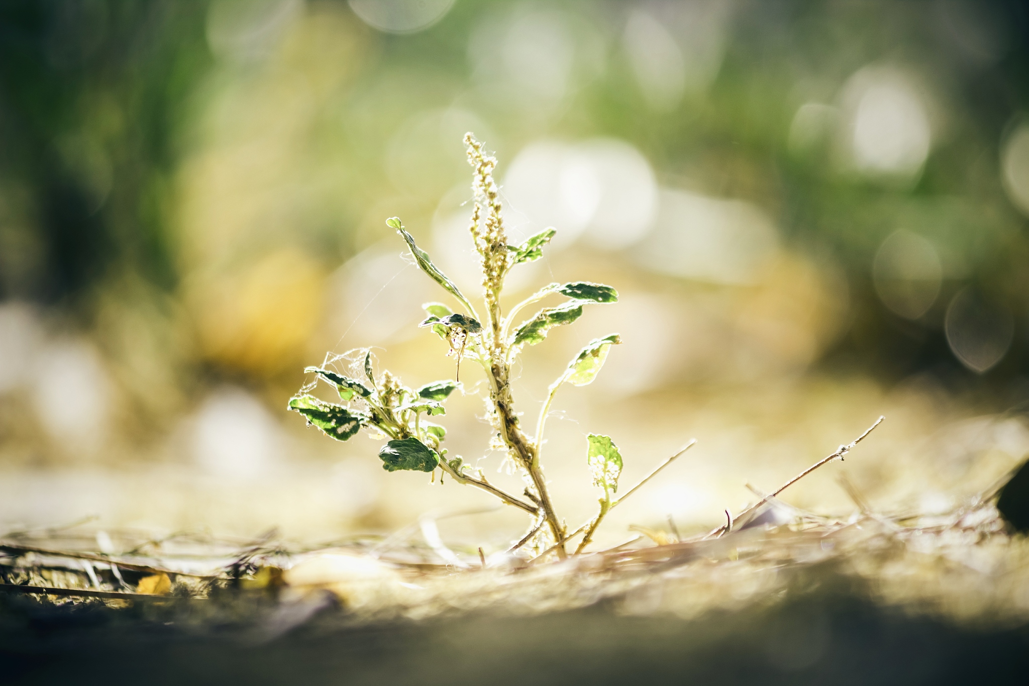 写一句诗表达生活滋味很甜