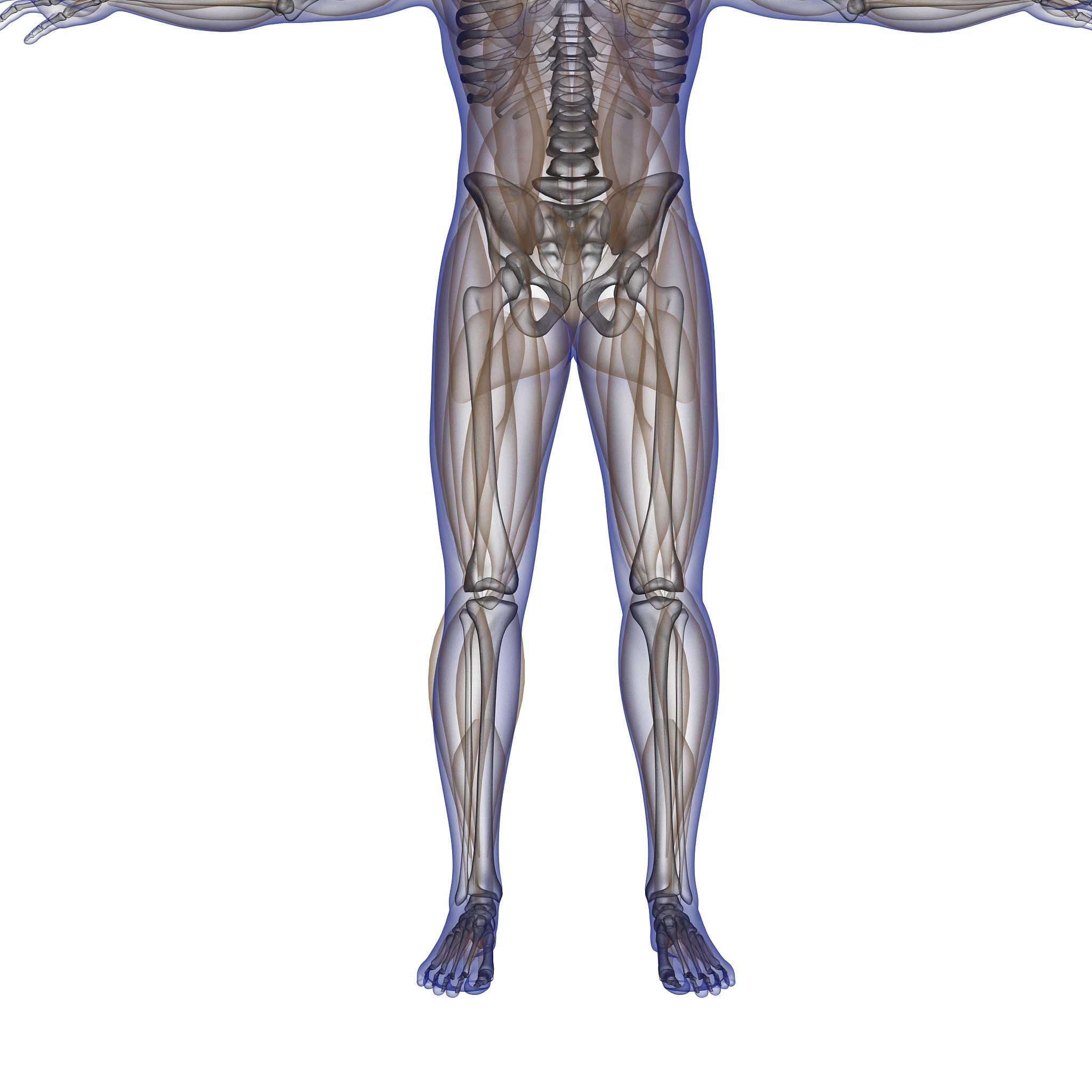 下臂骨骼：人体解剖学 - lowerarm