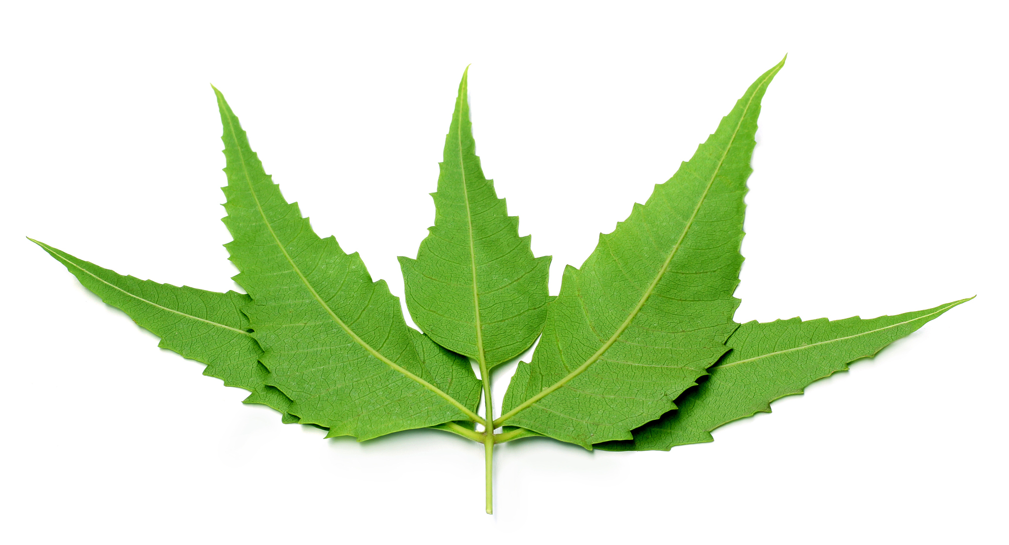 medicinal neem leaves