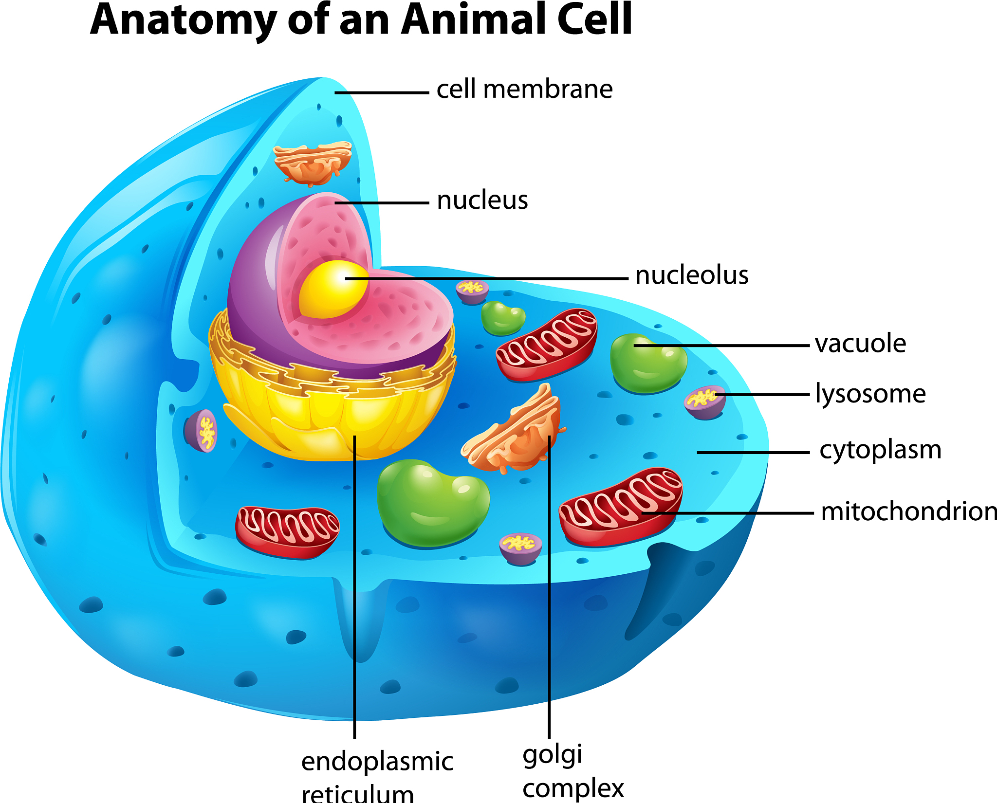 Cell Discovery 期刊：细胞生物学研究领域全覆盖