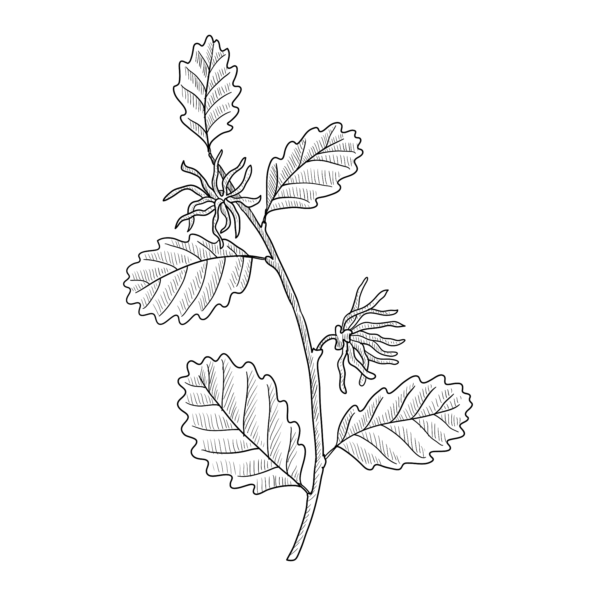 SK-II日本原料产地：天然酵母菌、神仙水、薏仁粉等