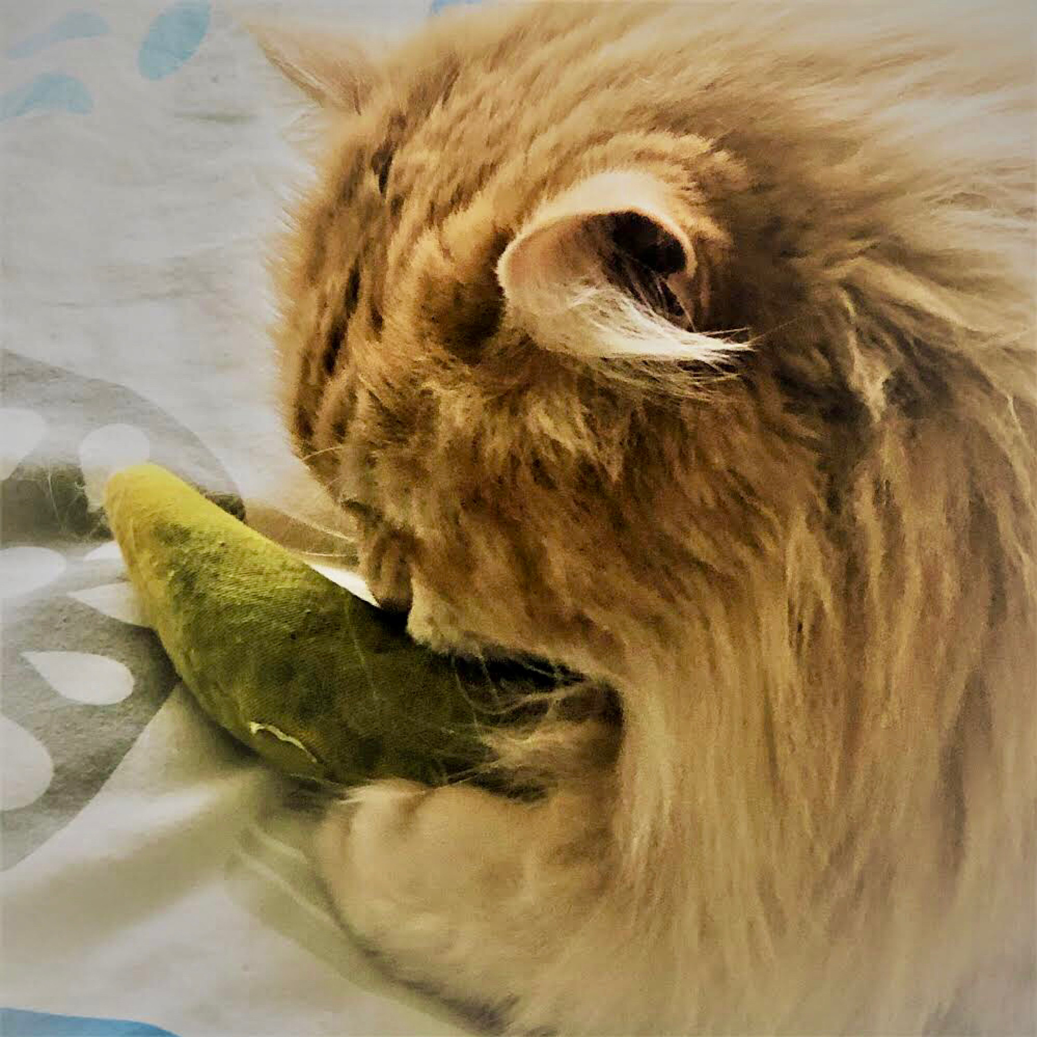 最后的香蕉猫-全新关卡&道具上线！