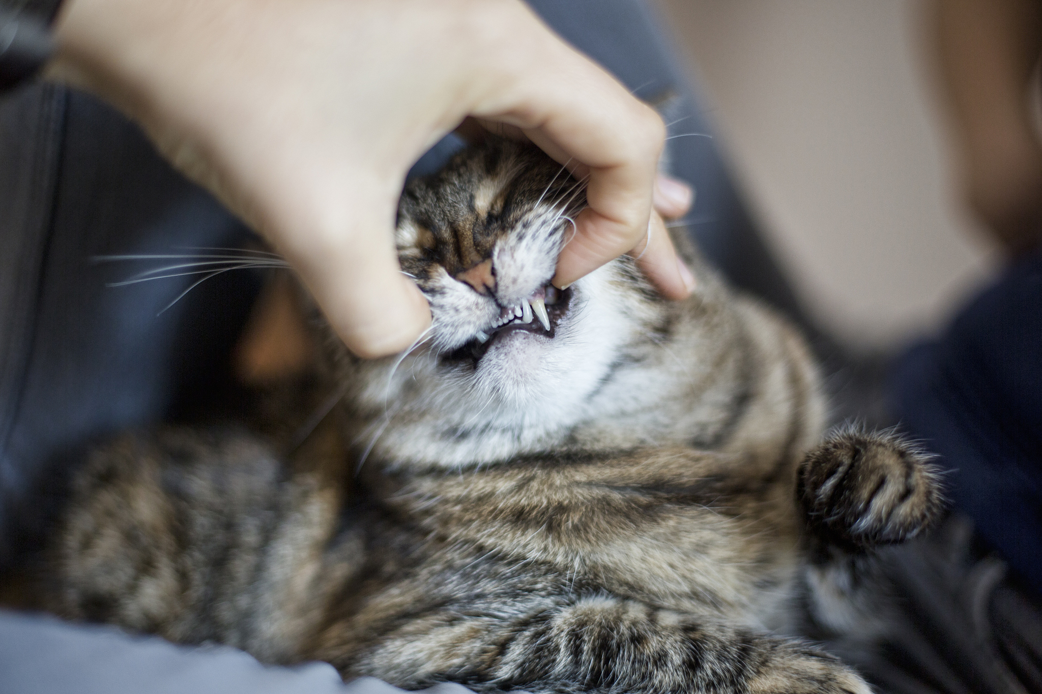 如何防止猫咪咬人？-  解决猫咪咬人问题的实用指南