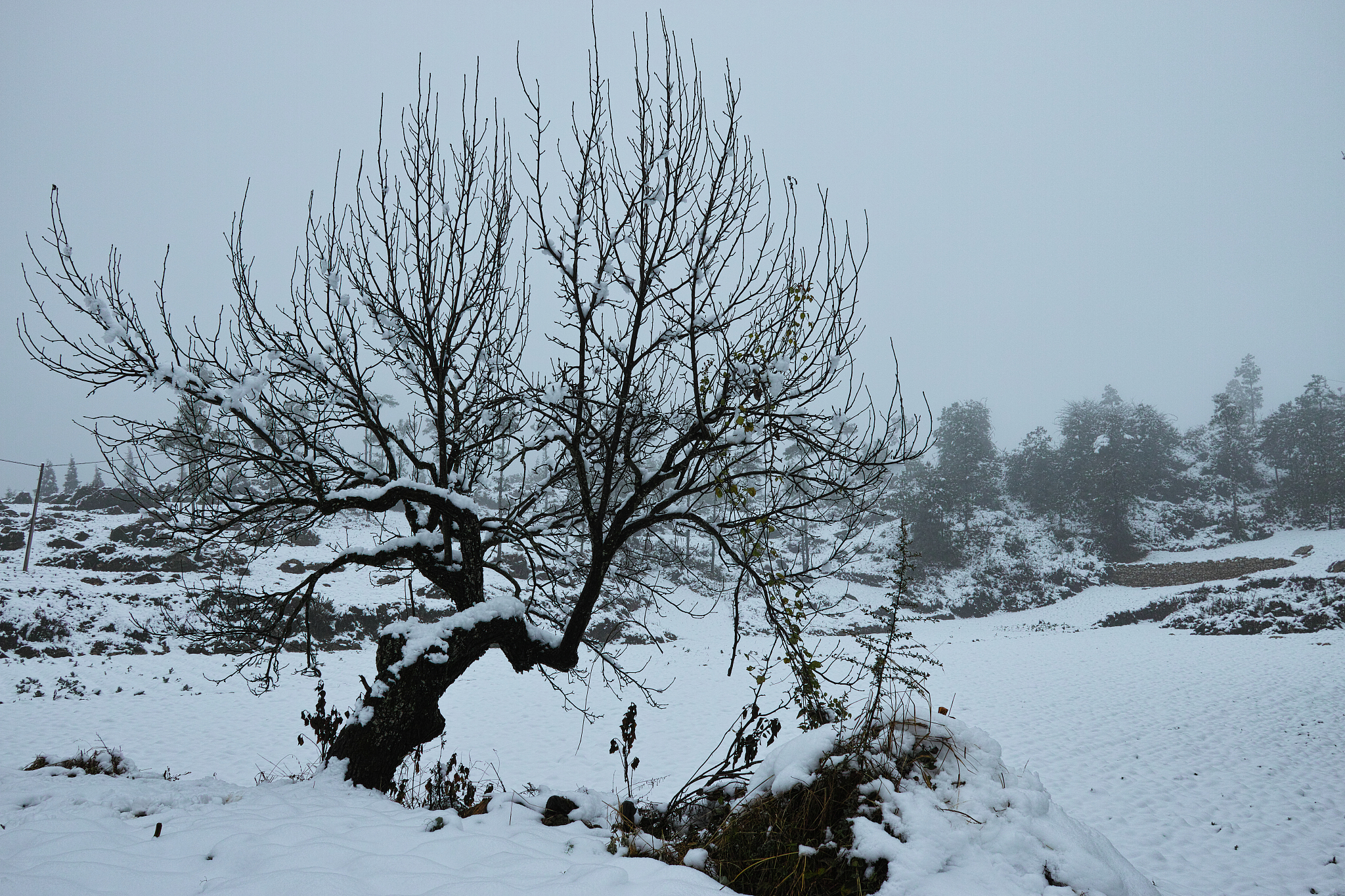 玉溪红塔区只装网年费用是多少钱帮我用230字详细描述