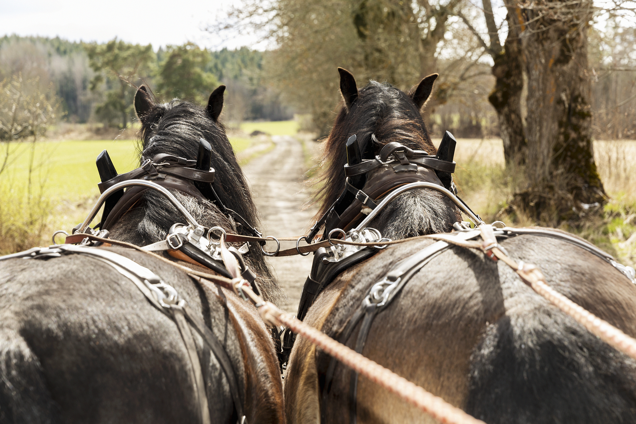 horse-drawn carriage
