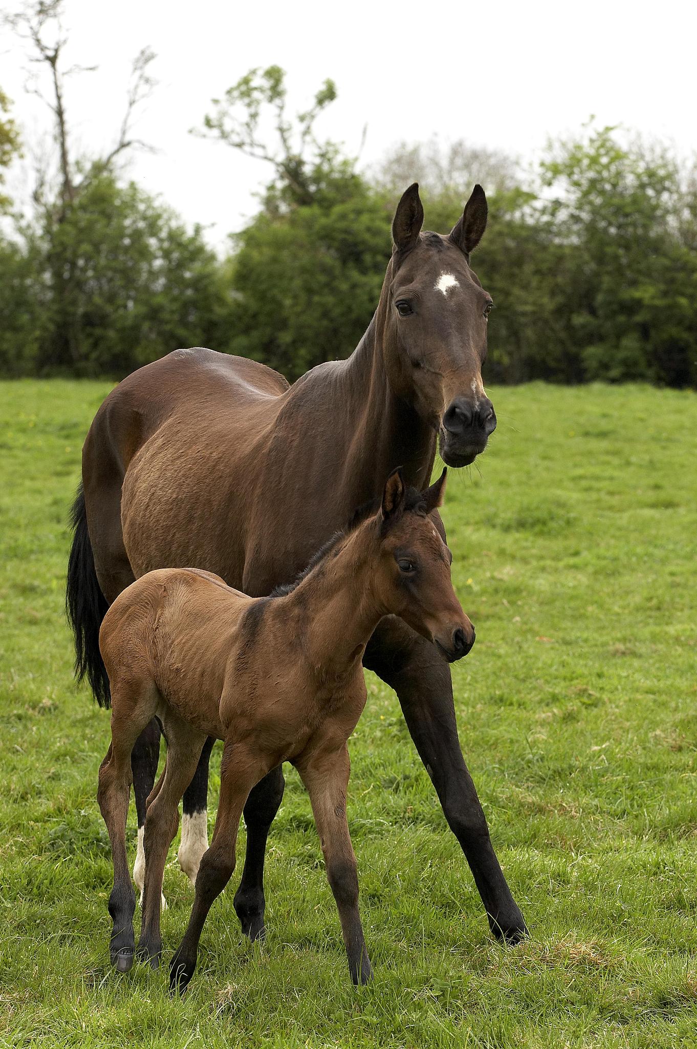 akhal teke, horse breed from turkmenistan, mare and foal