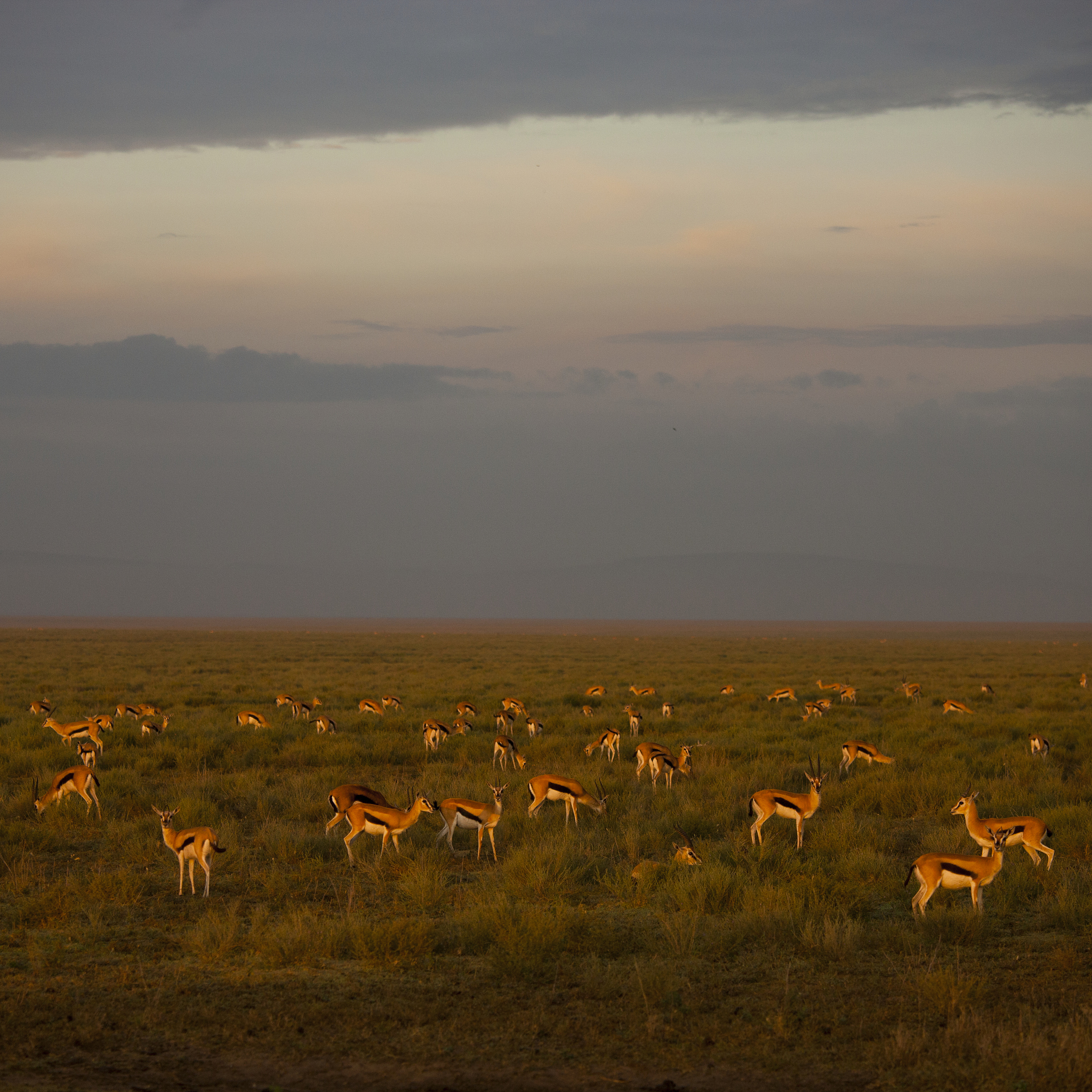 impala herd on plain