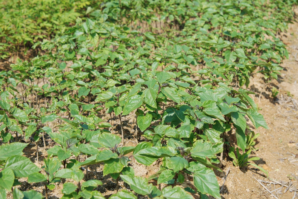 巫山淫羊藿传统栽培模式的现状与问题及改进方向