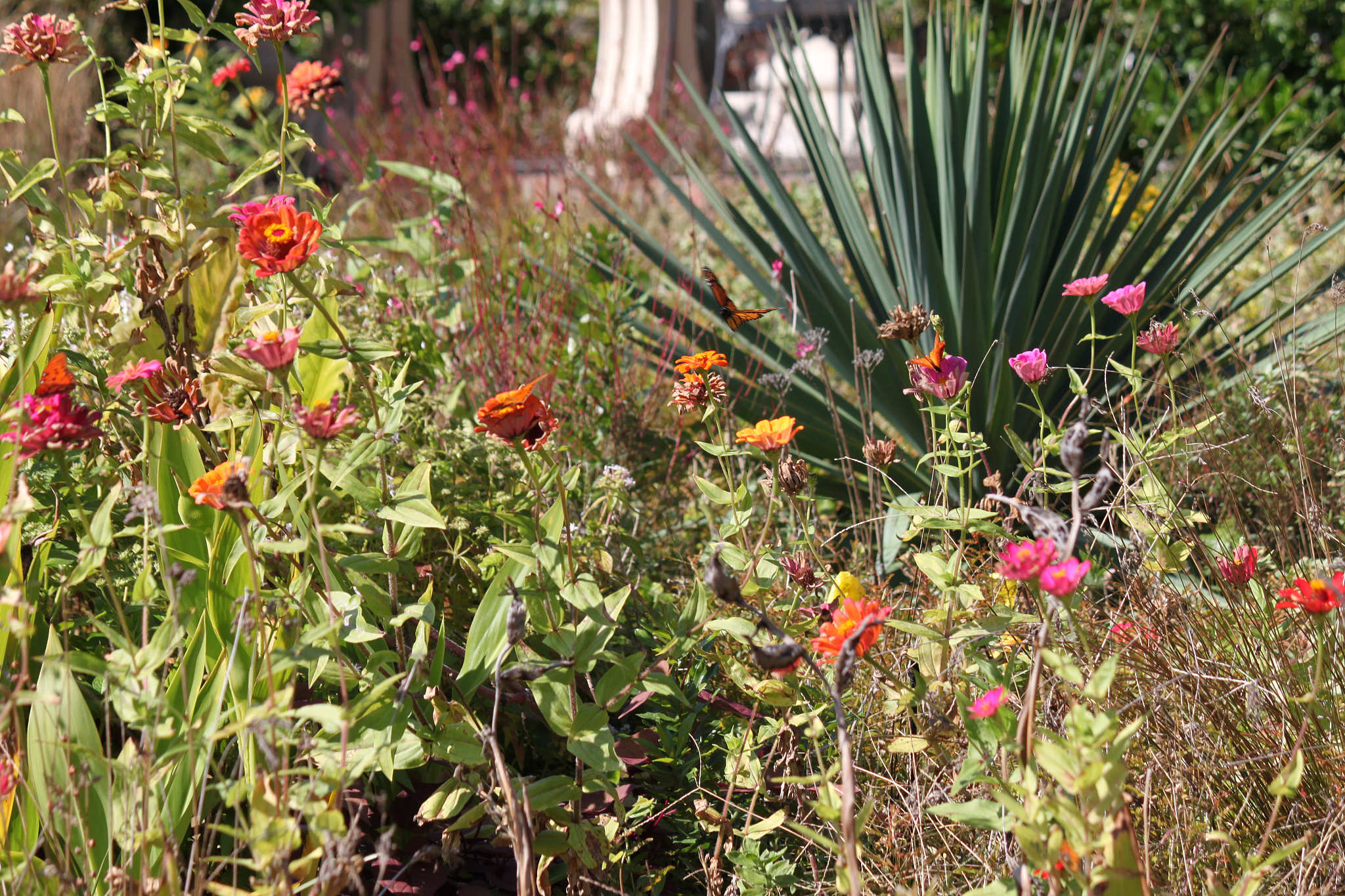 In pea plants the colour of the pea pod is inherited in a Mendelian fashion The green pea pod being dominant and the yellow pea pod being recessive If a homozygous green podded plant is crossed with a