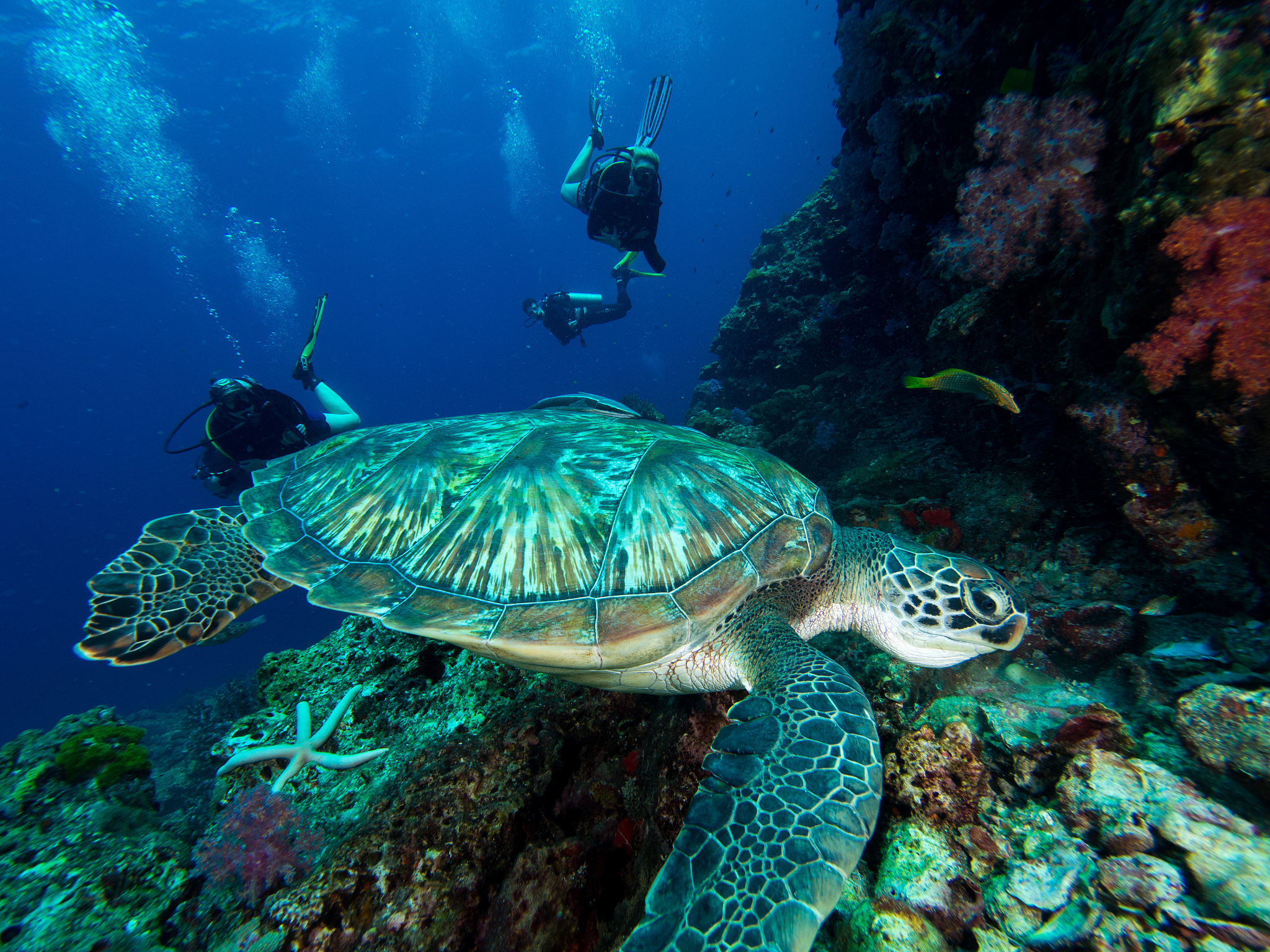 green sea turtle