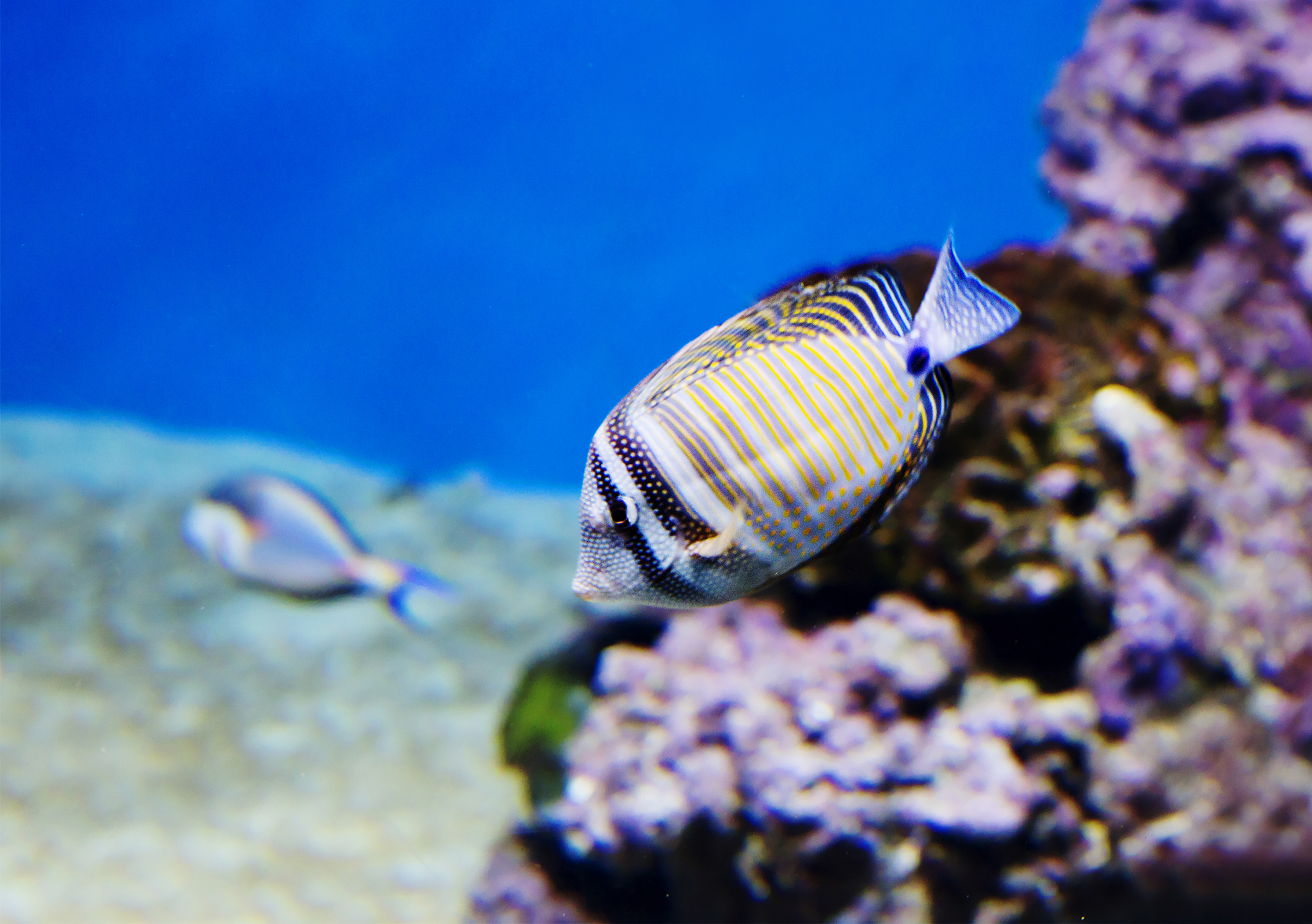 desjardins sailfin tang.