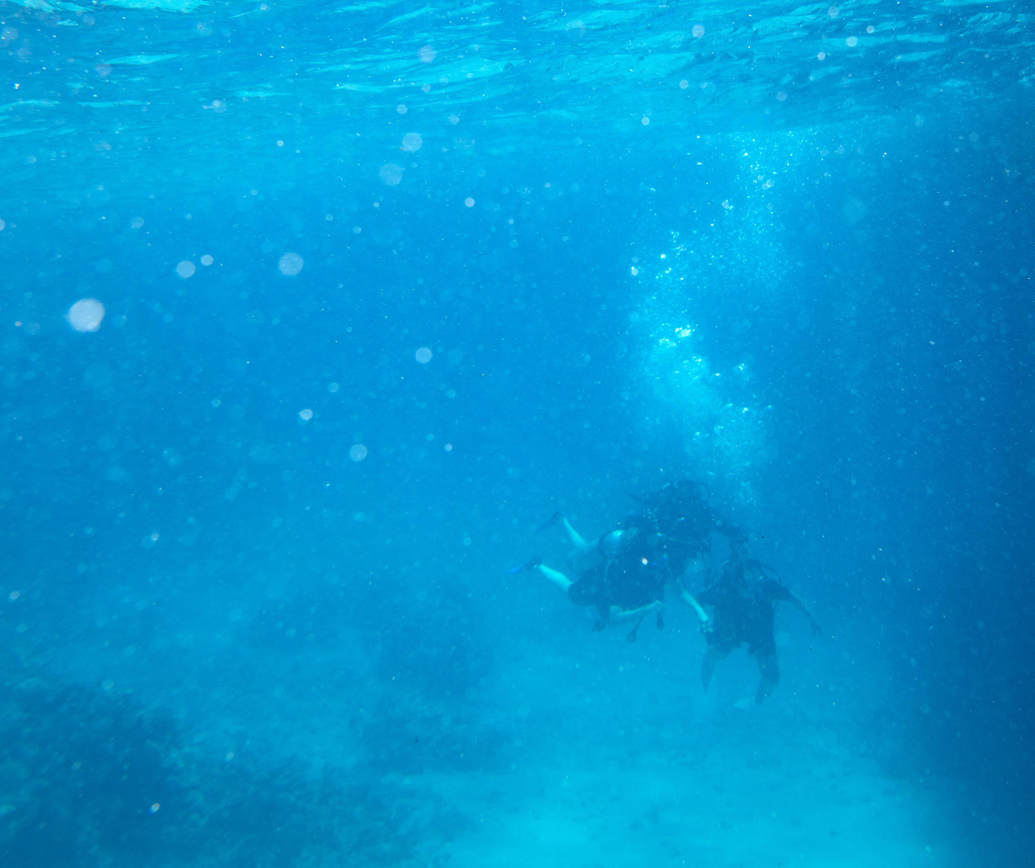 sea fish near coral, underwater