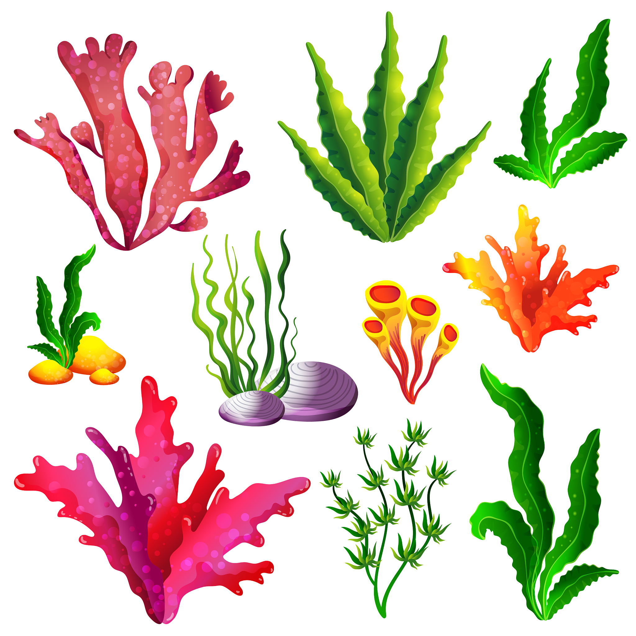 set of colorful sea algae