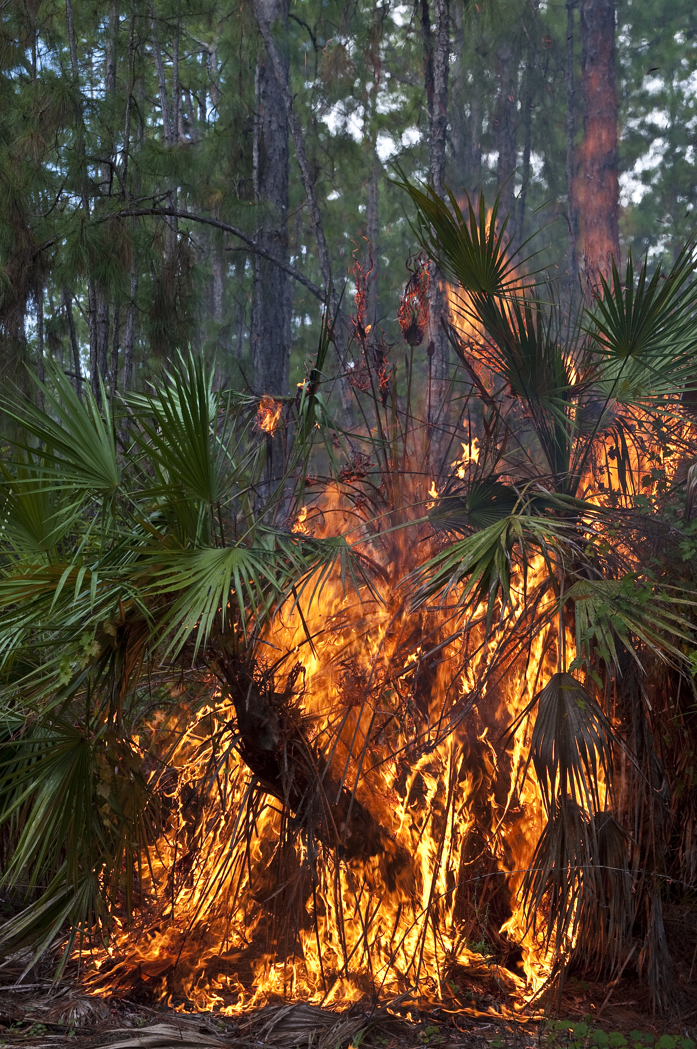 Forest Fire in Spain: Evacuation and Damage Explained