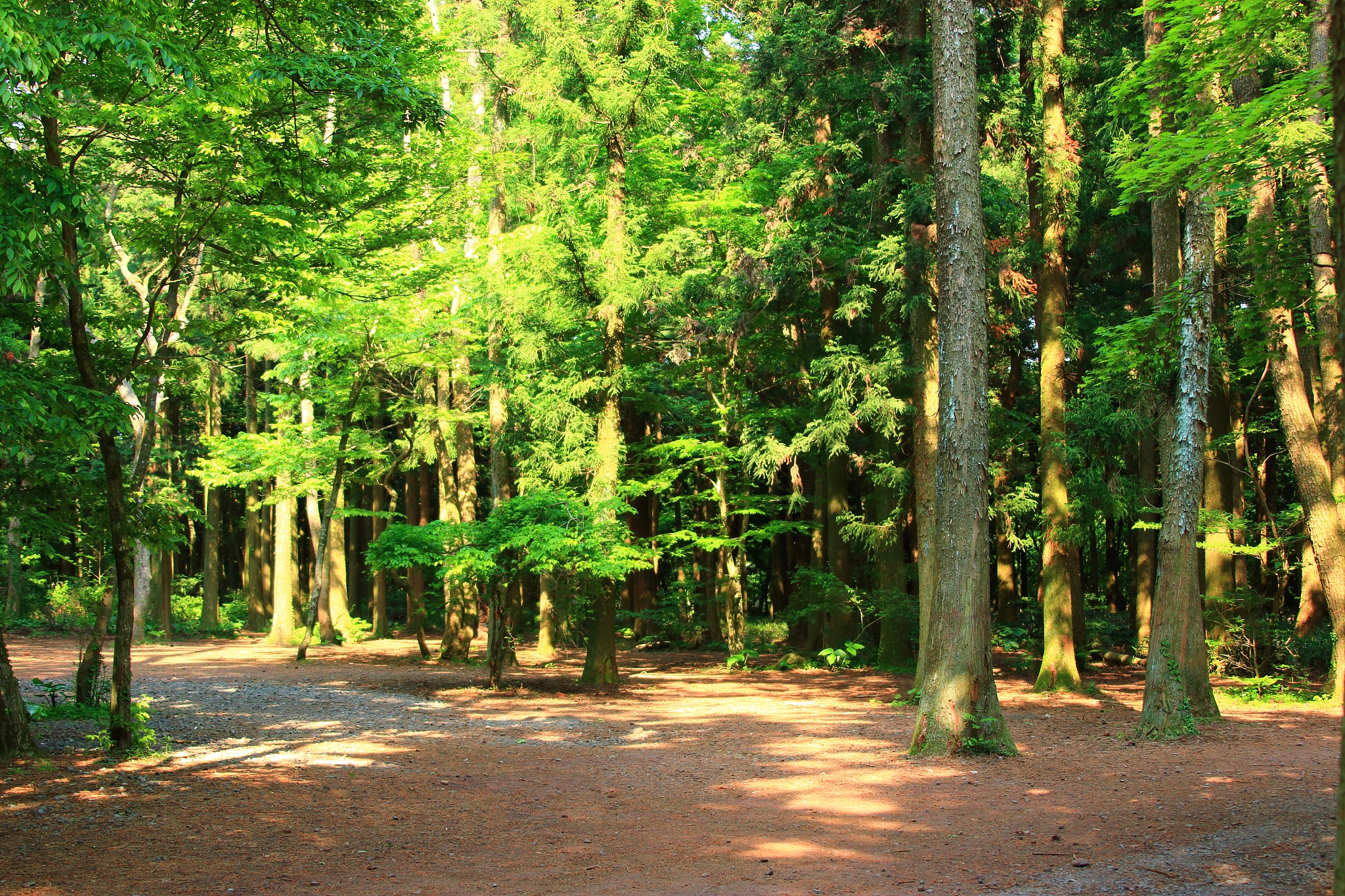 forest path, forest path, forest, forest, walking path,