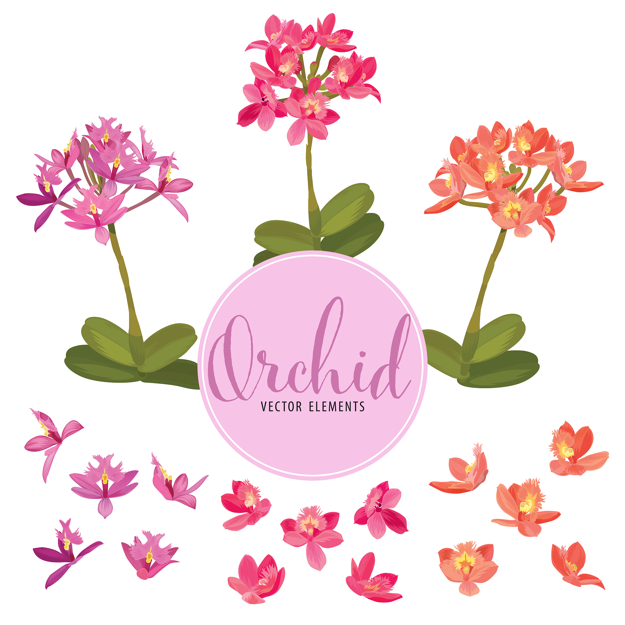 epidendrum orchid flower in orange yellow and pink color on whit