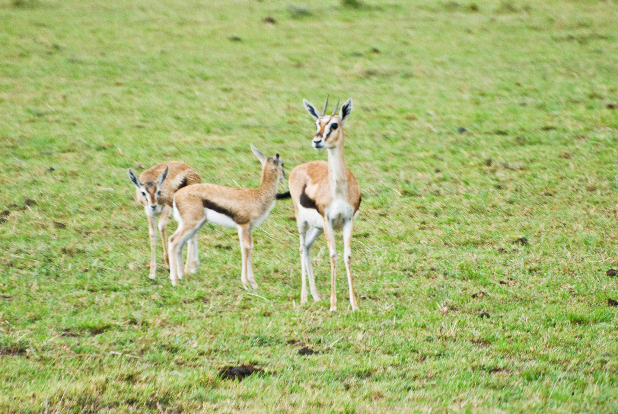 herd of thomson's gazelles aka tommies (eudorcas thomsonii) on d