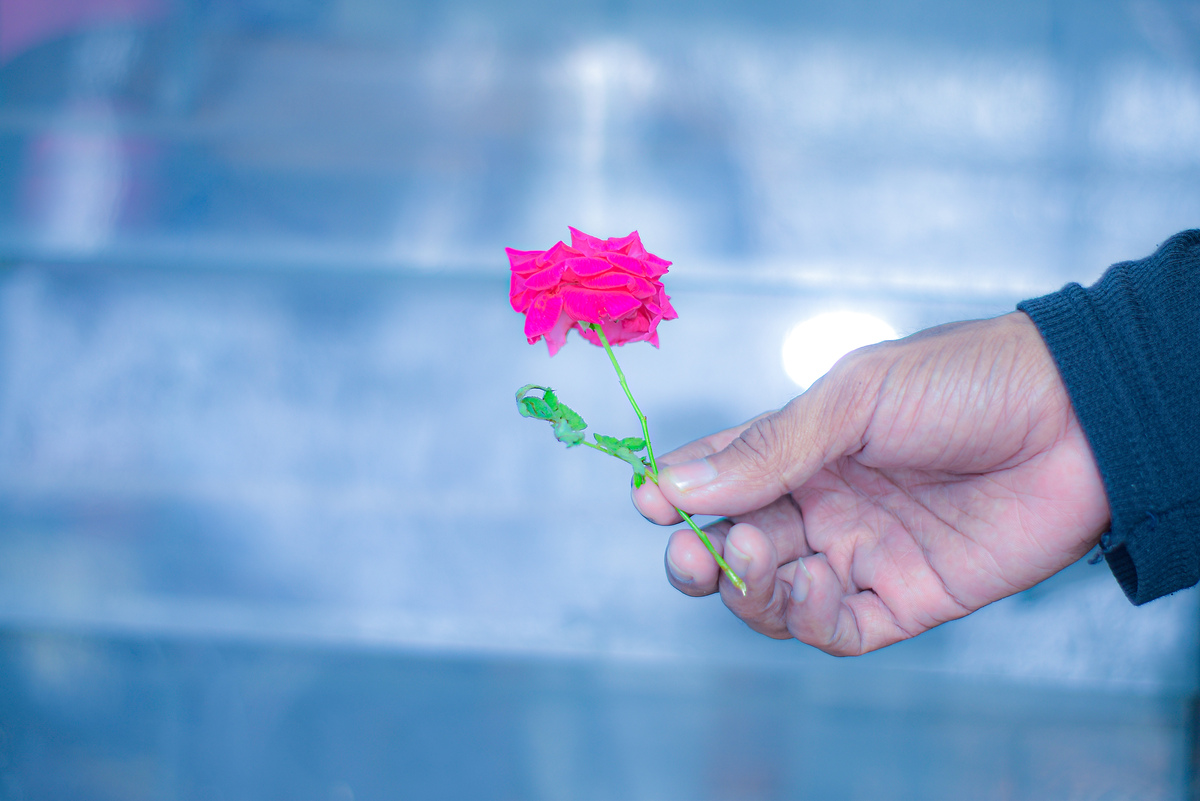 花朵的比喻：300字解读人生、爱情、友谊与美好