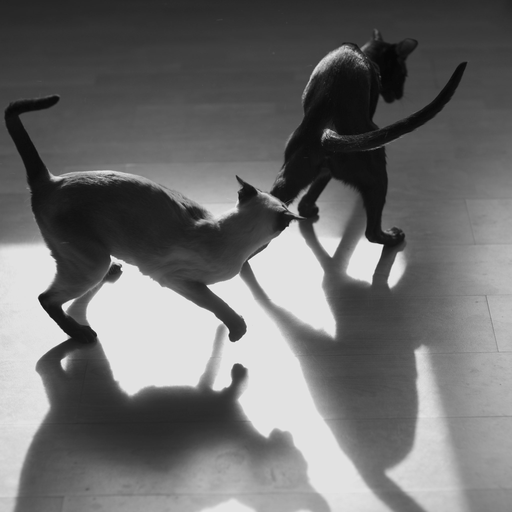 有翅膀的黑猫在操场上跳舞：奇幻想象力的精彩呈现
