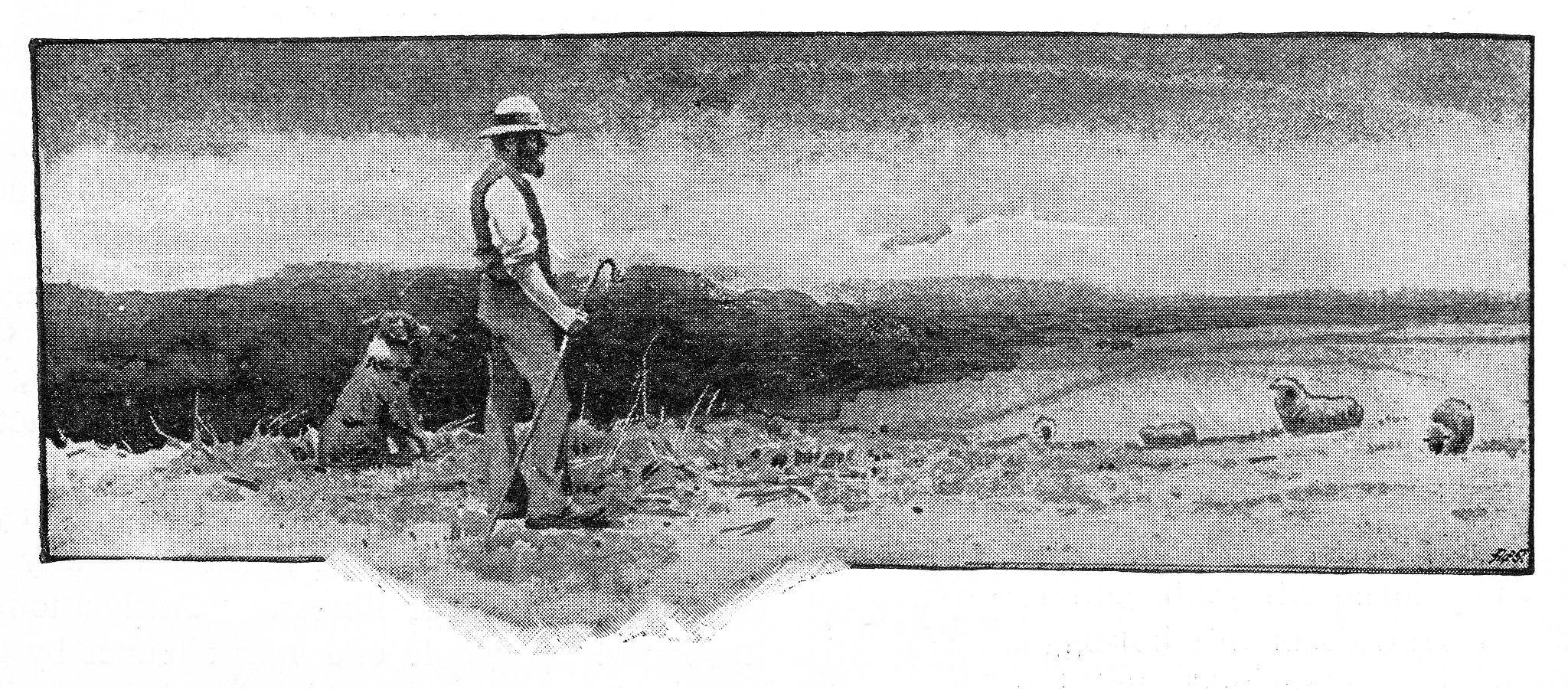 寻找不存在的鸟：一个卡夫卡式寓言