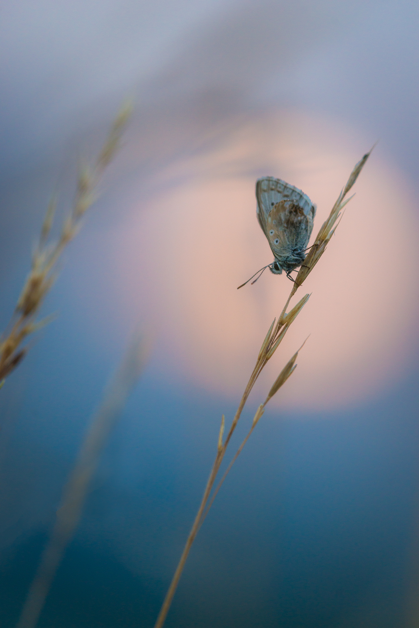 蝴蝶过山门轻舟过重山的意思是什么