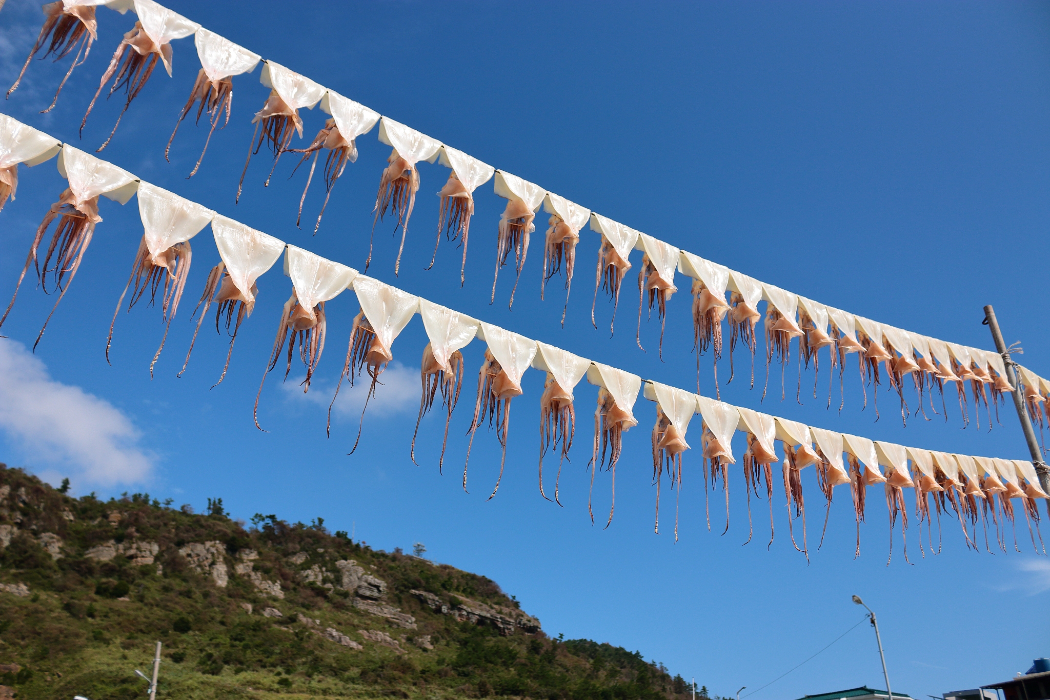 squid, dry, sunlight,